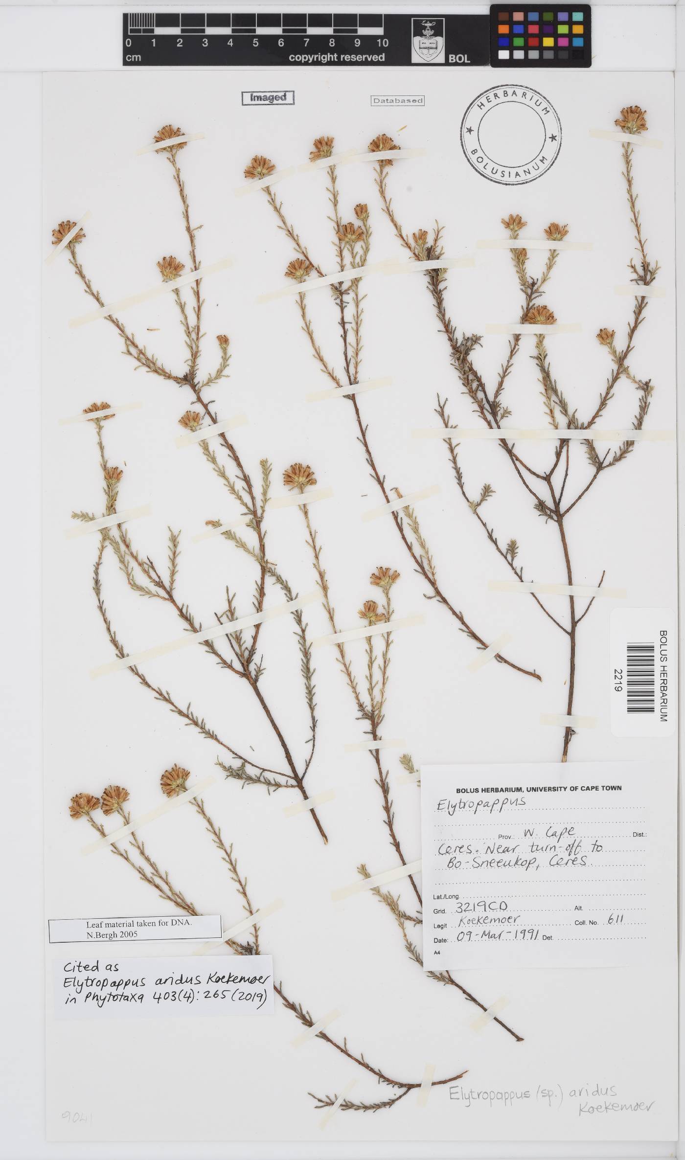 Elytropappus aridus image