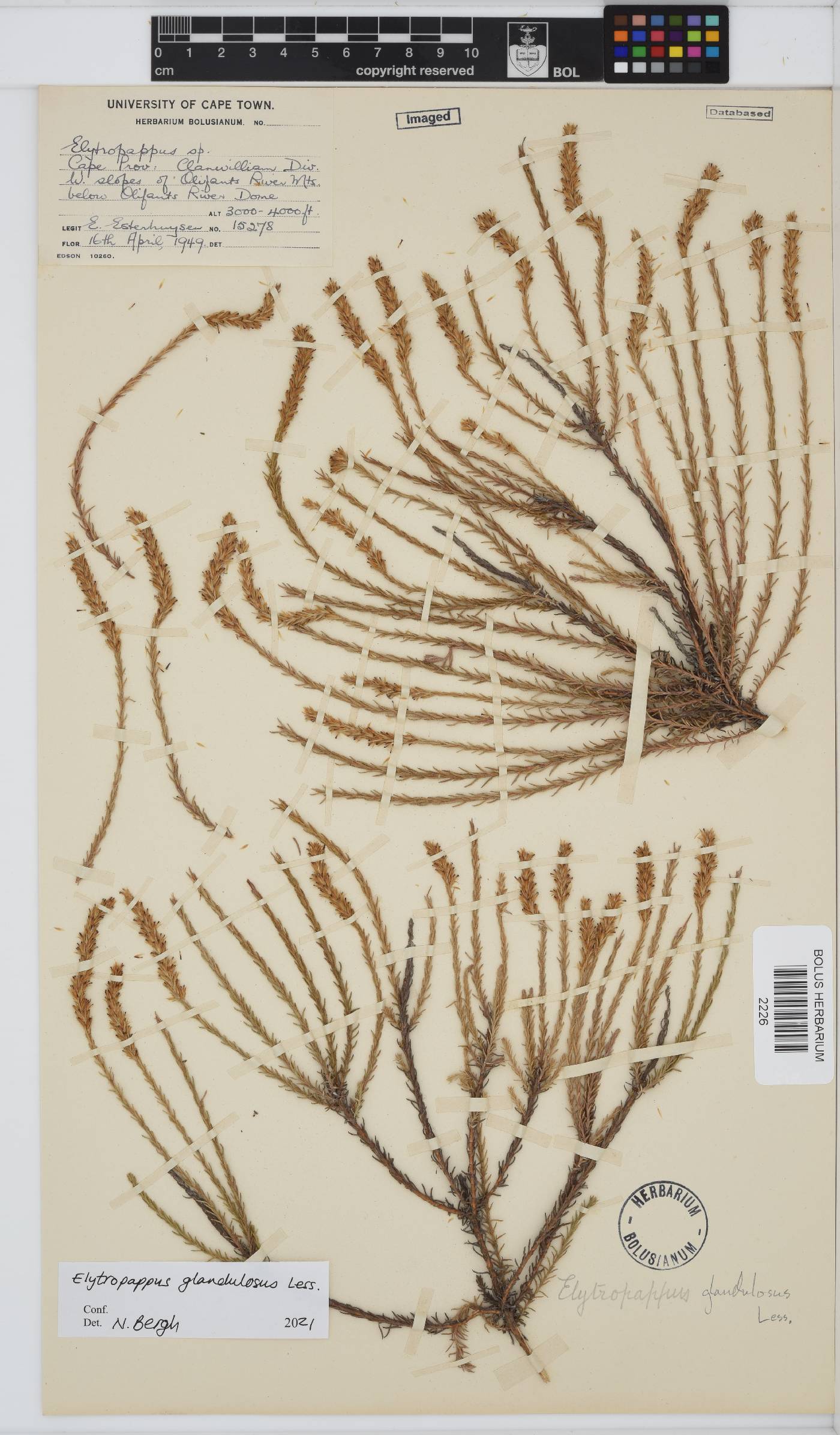 Myrovernix glandulosus image