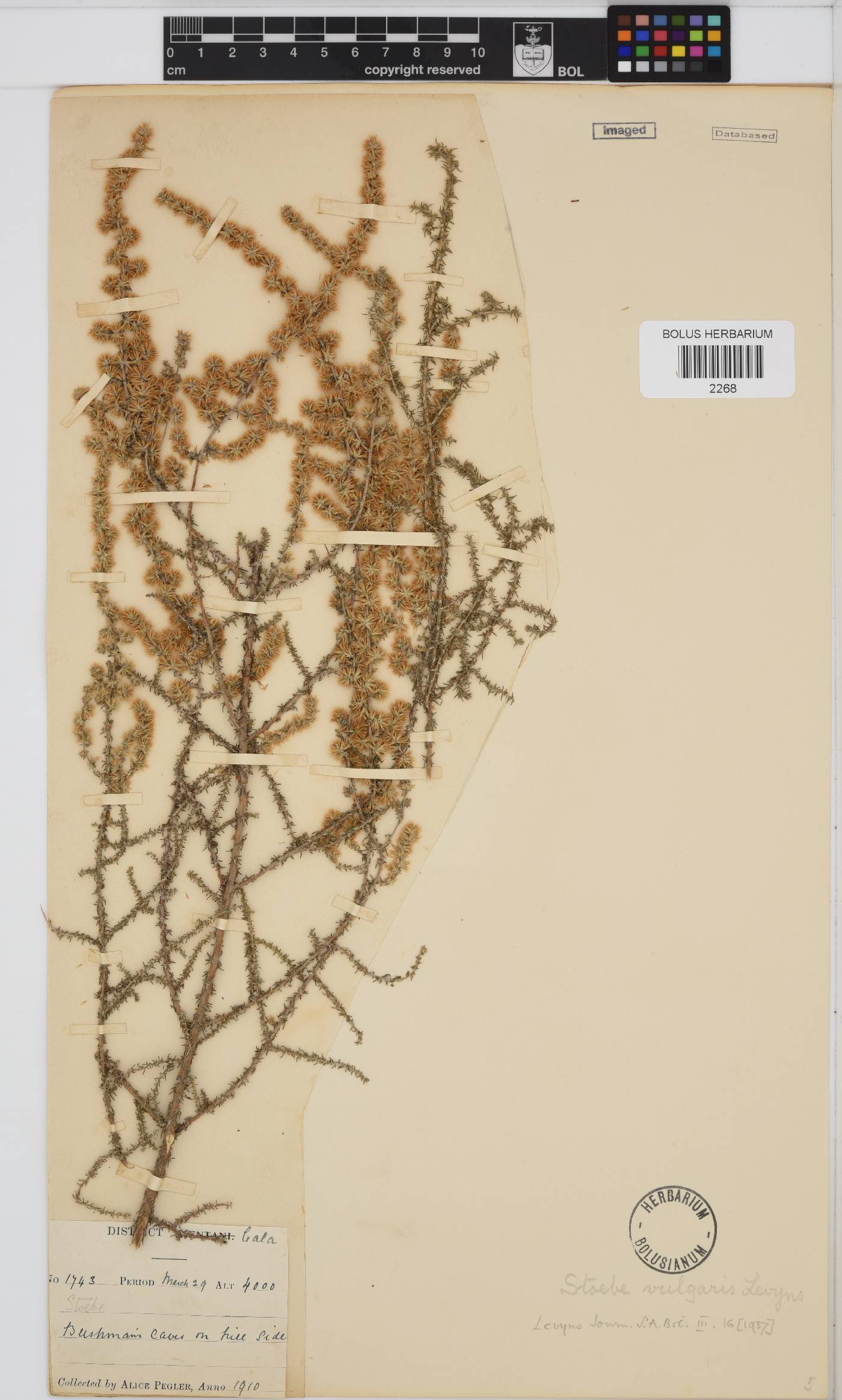 Seriphium plumosum image