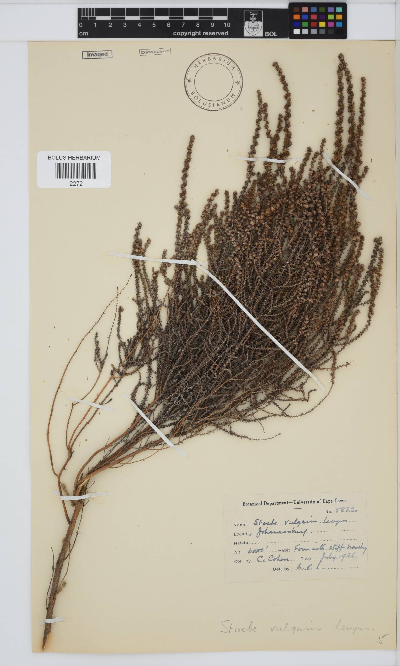 Seriphium plumosum image