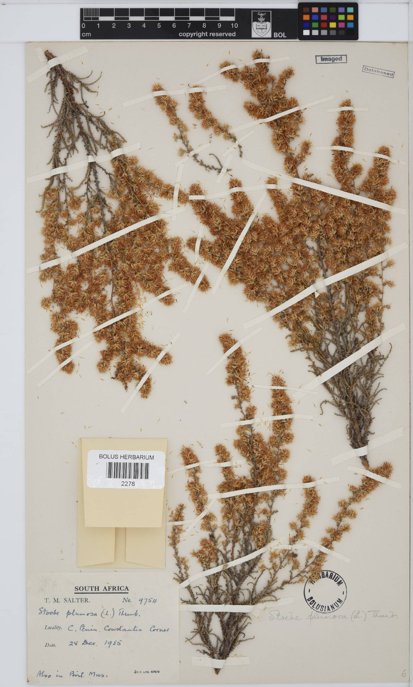 Seriphium plumosum image