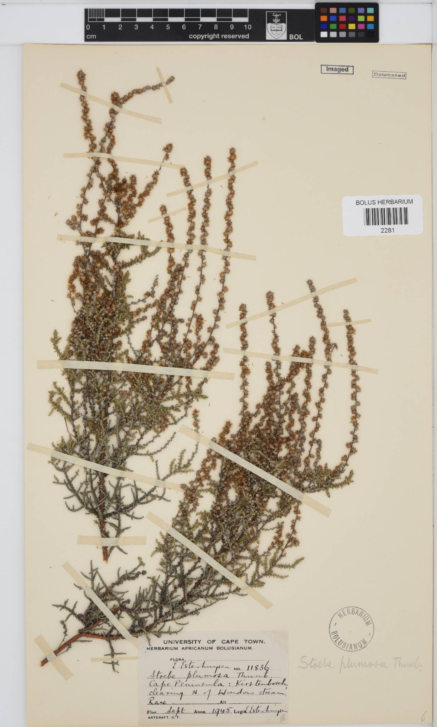 Seriphium plumosum image