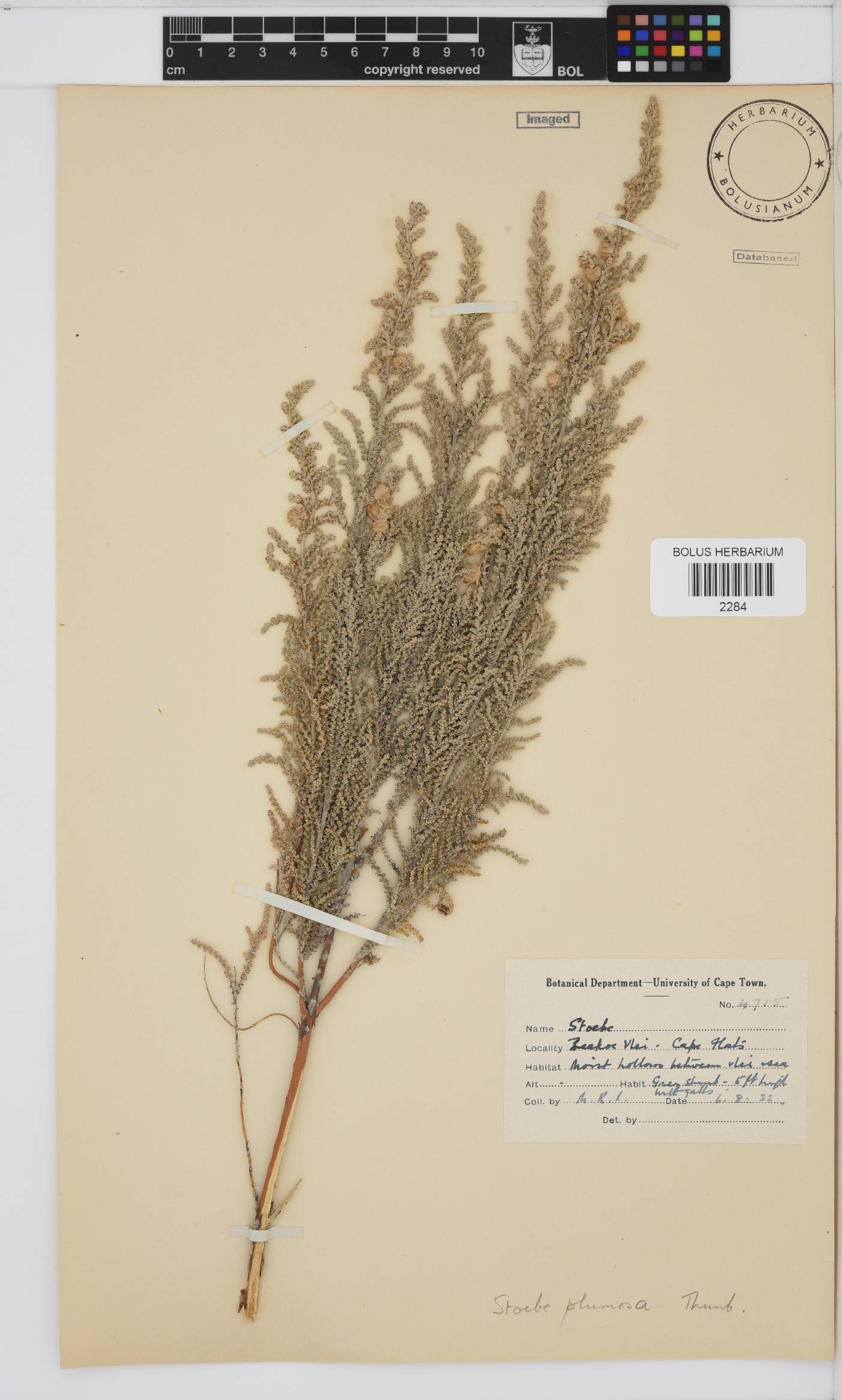 Seriphium plumosum image