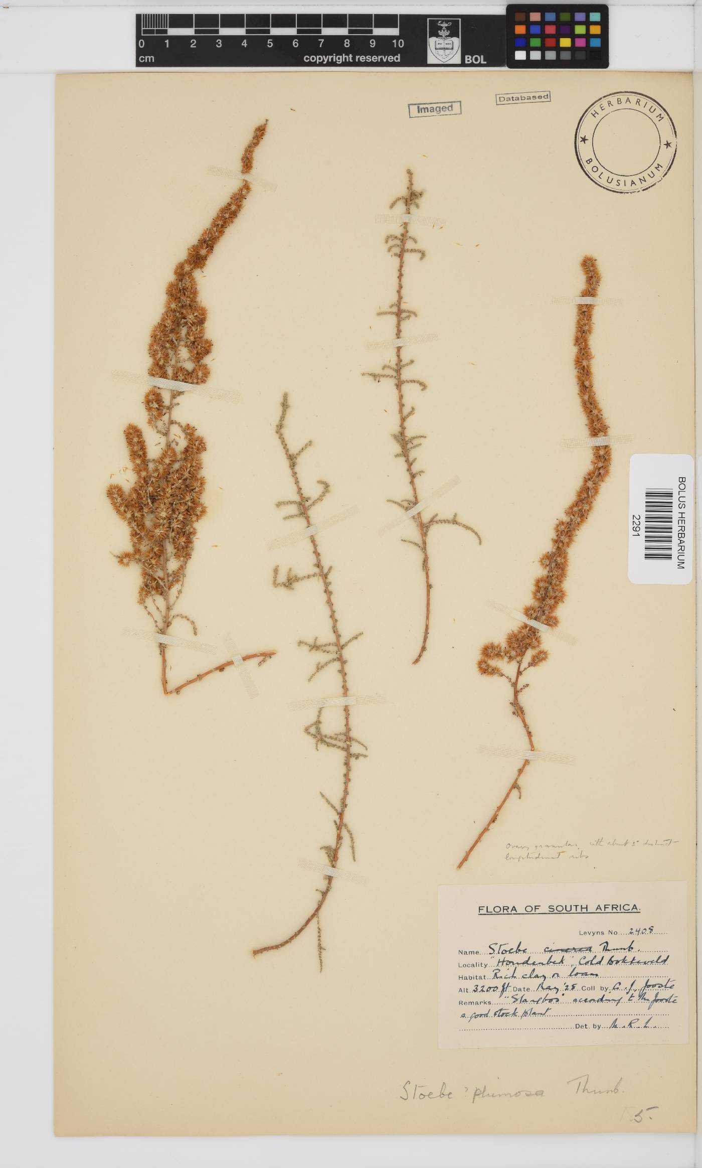 Seriphium plumosum image