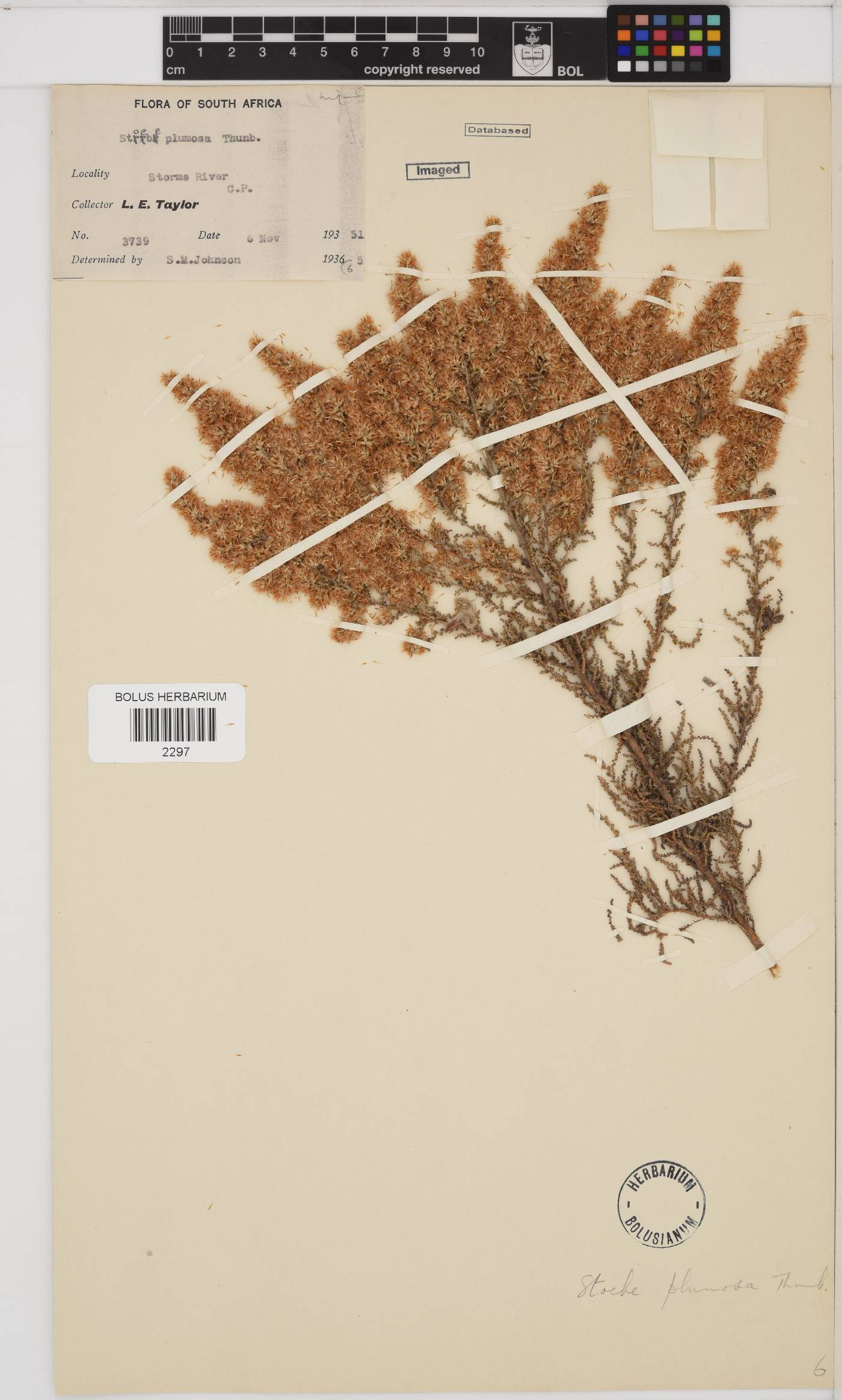 Seriphium plumosum image