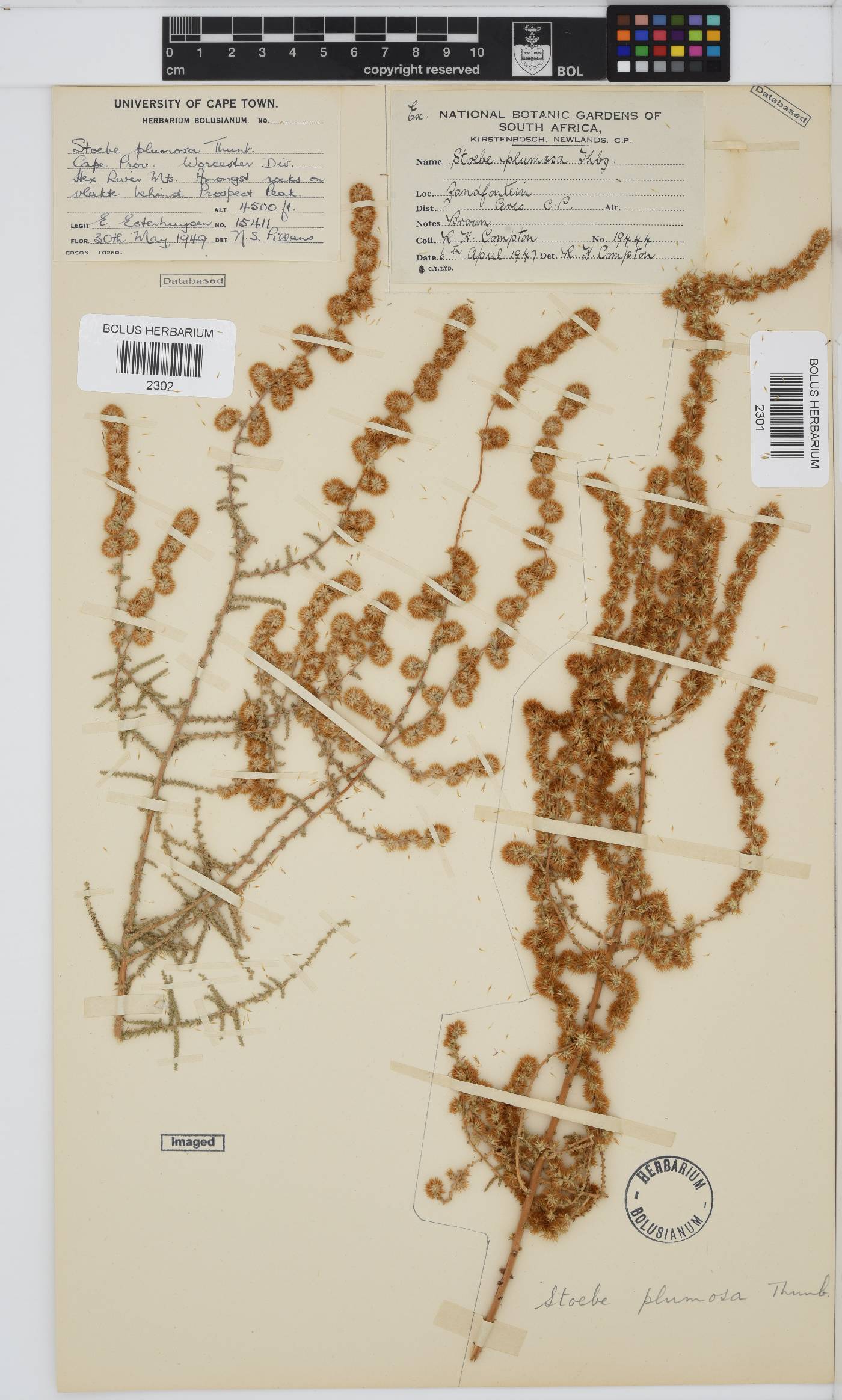 Seriphium plumosum image