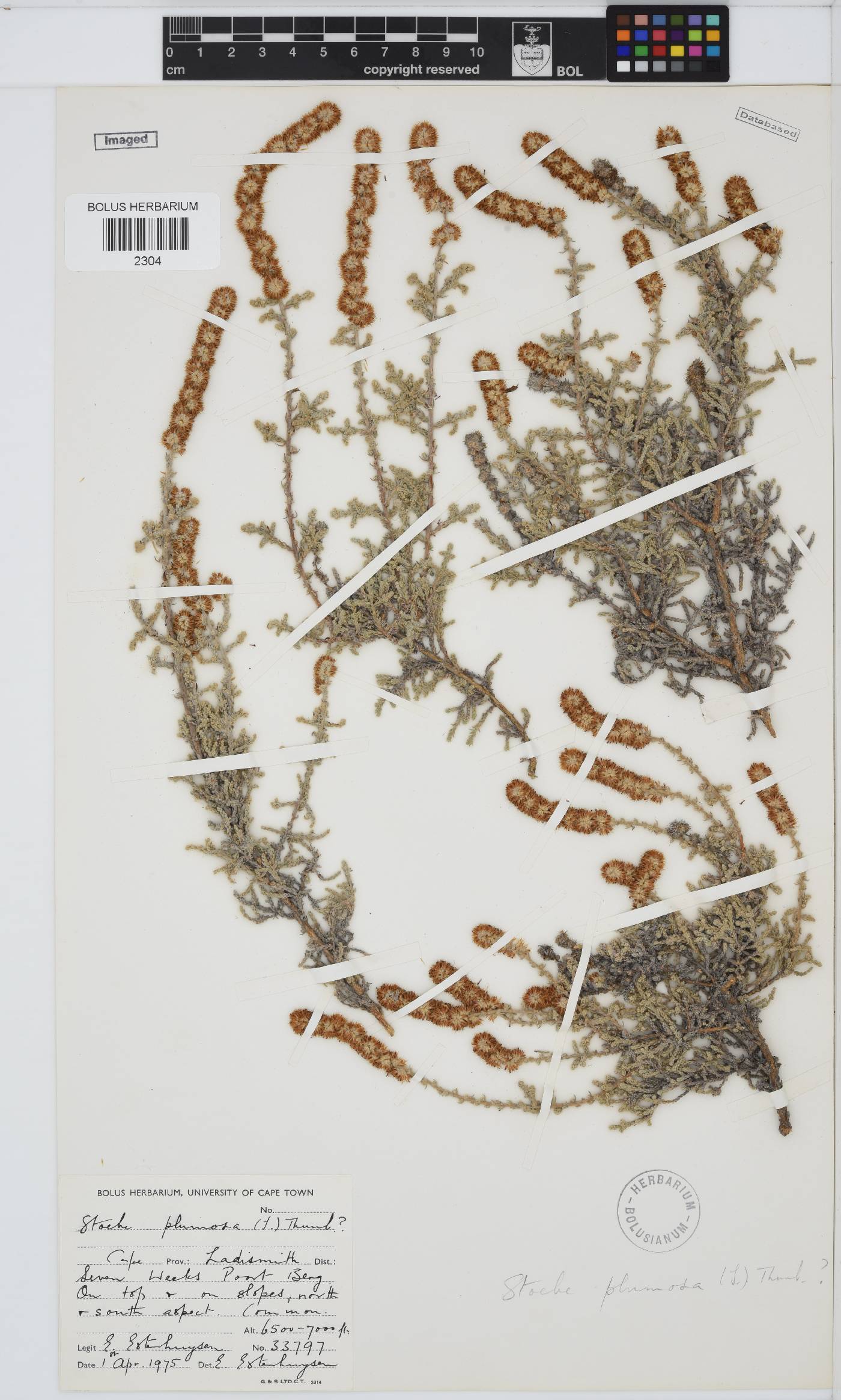 Seriphium plumosum image