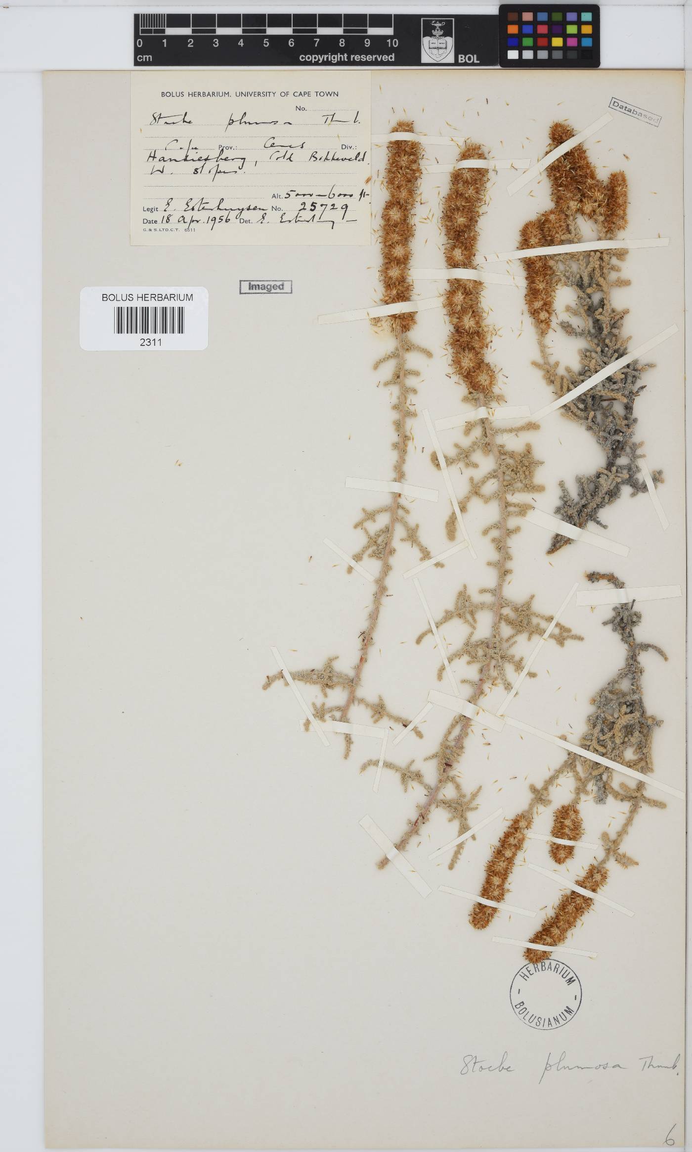 Seriphium plumosum image