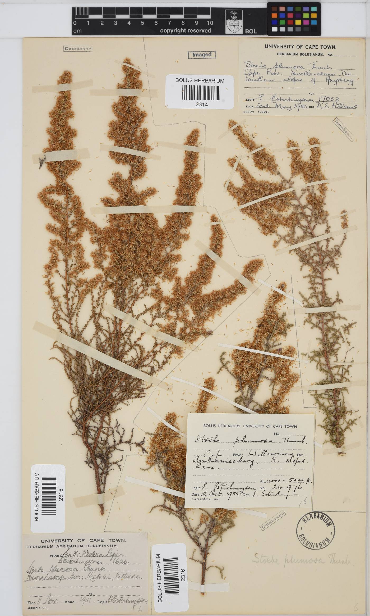 Seriphium plumosum image