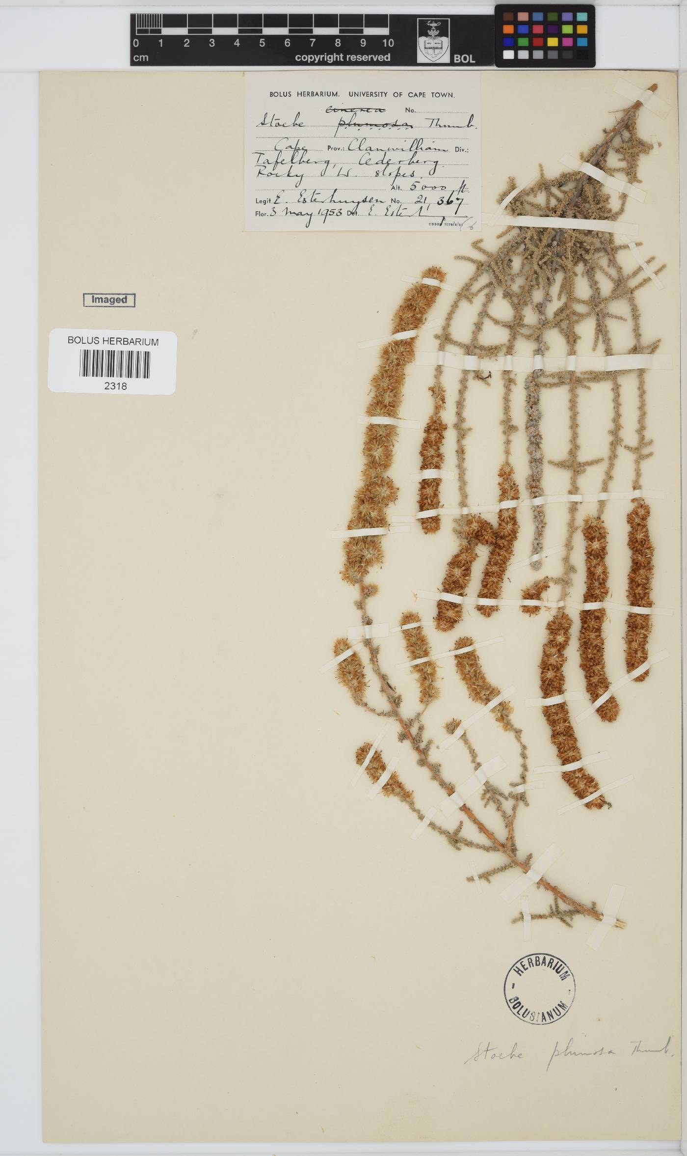 Seriphium plumosum image