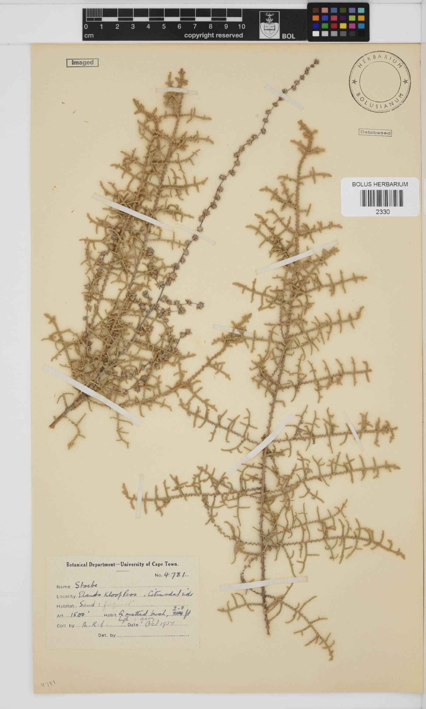 Seriphium plumosum image