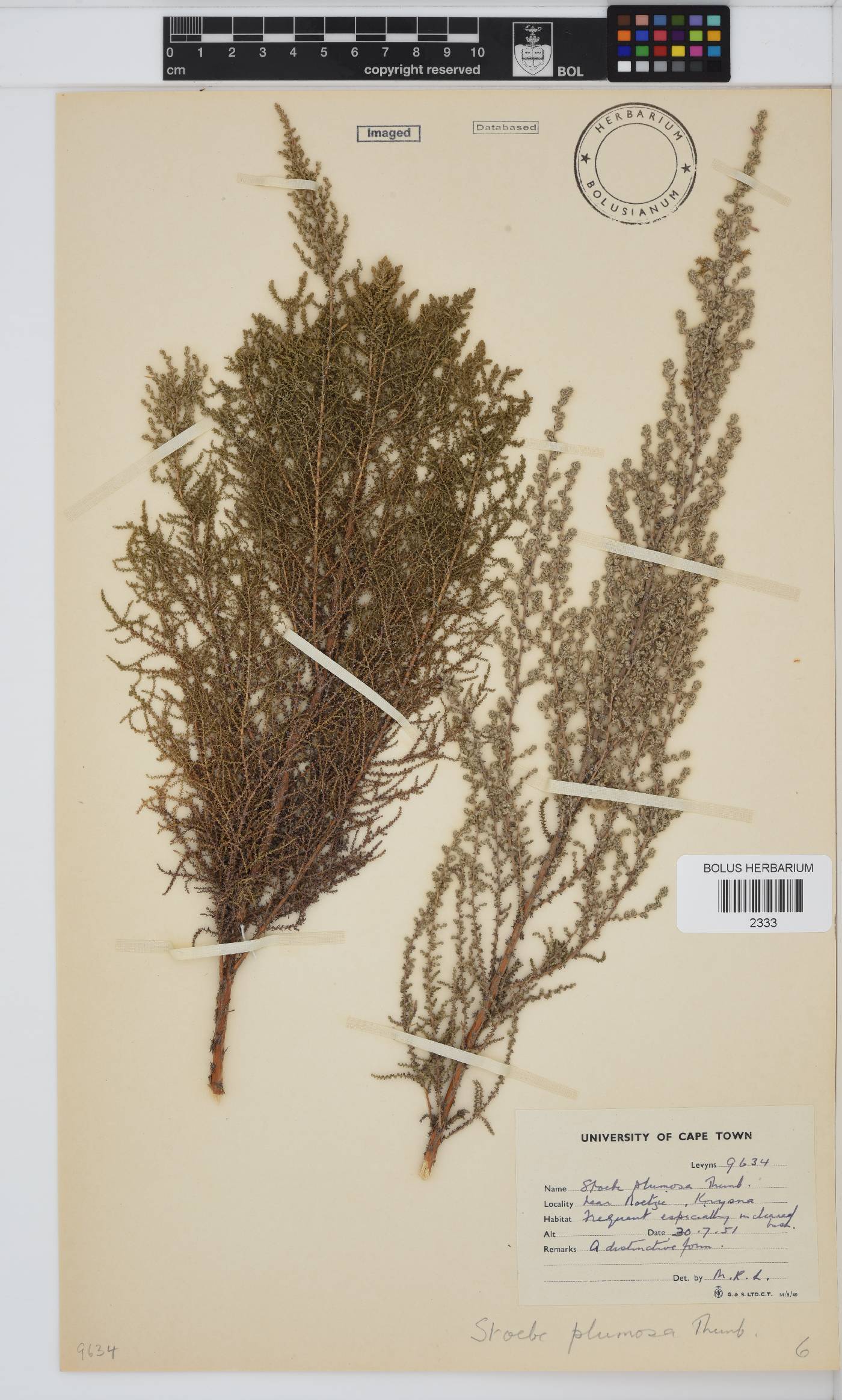 Seriphium plumosum image