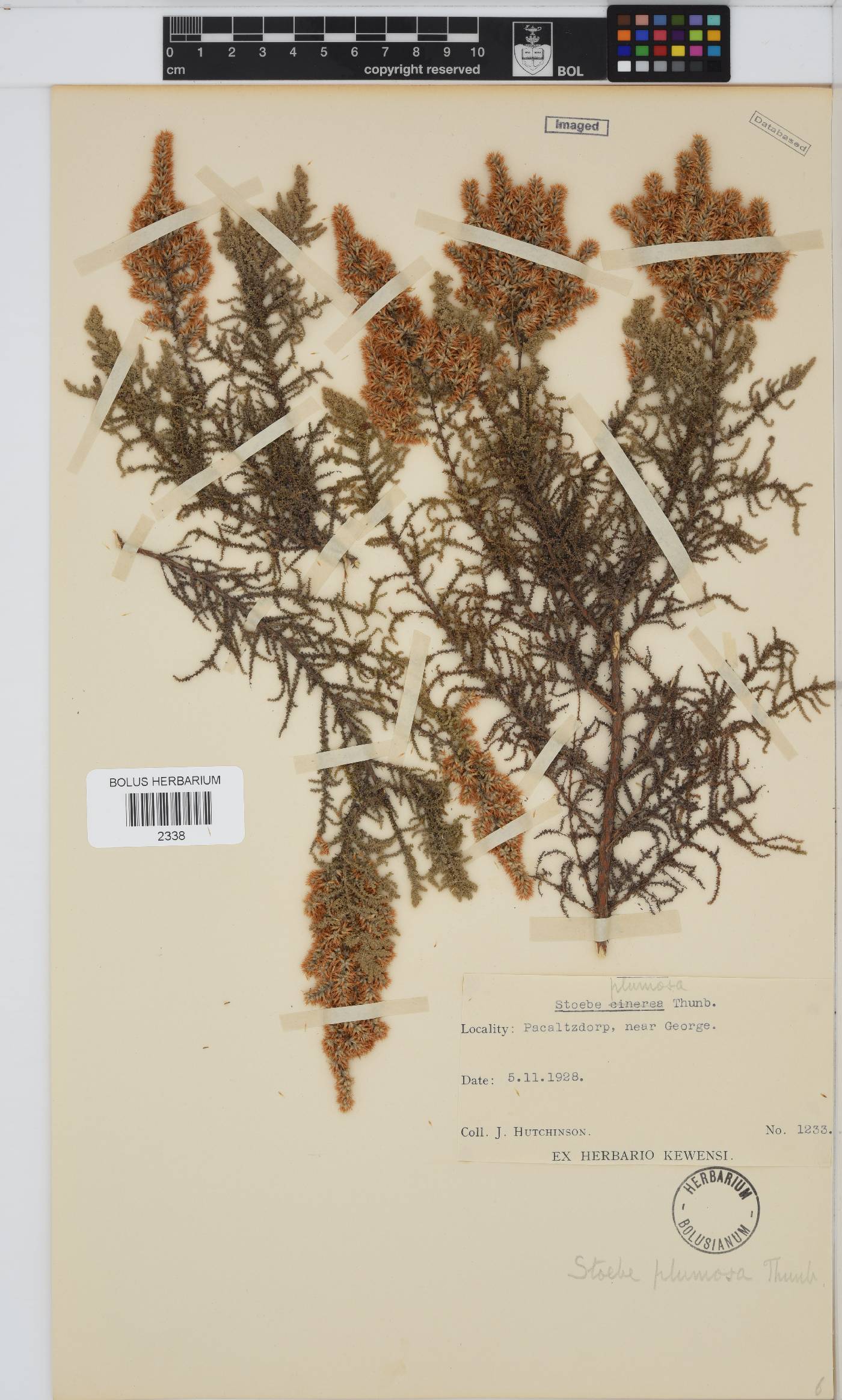 Seriphium plumosum image