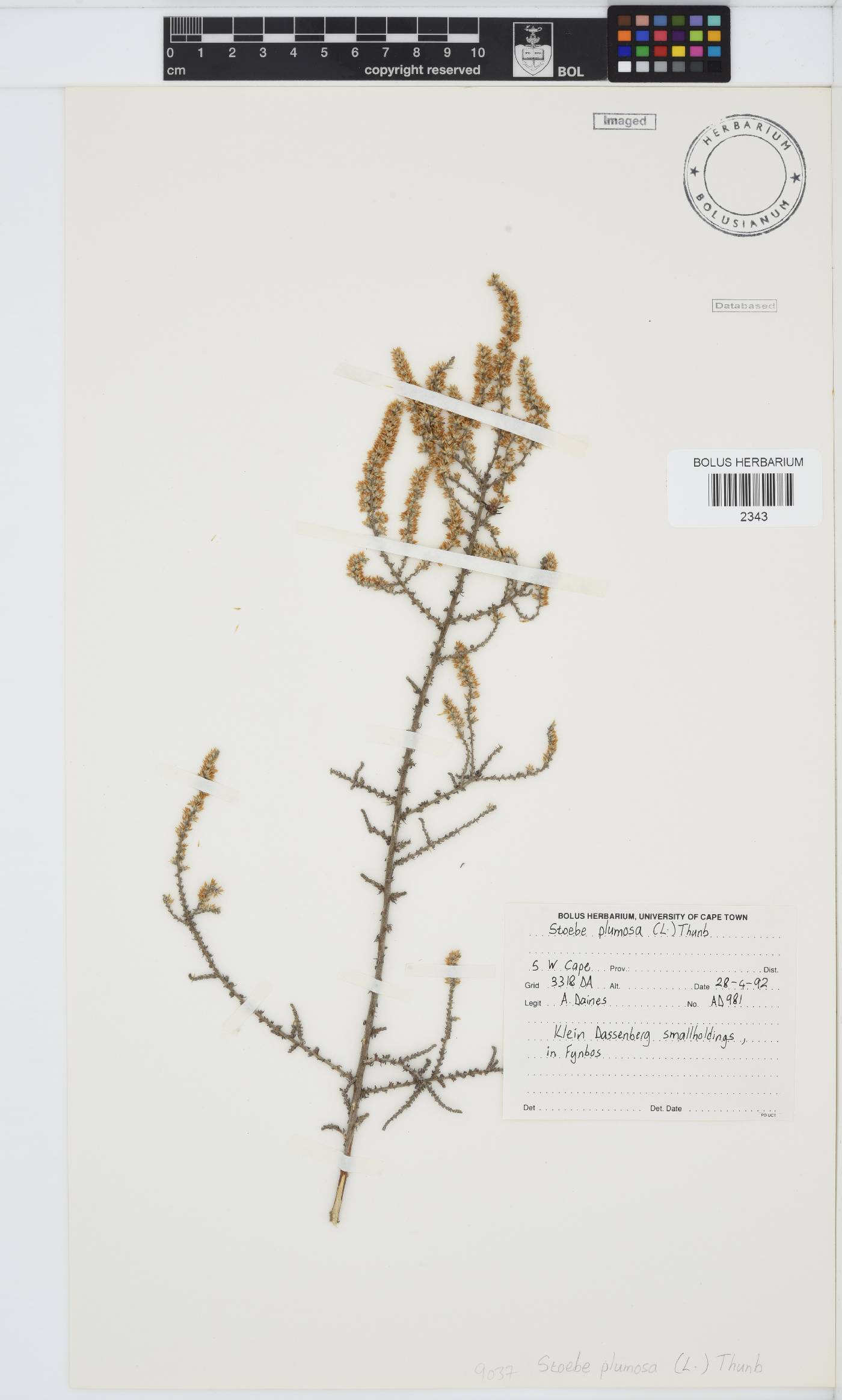 Seriphium plumosum image