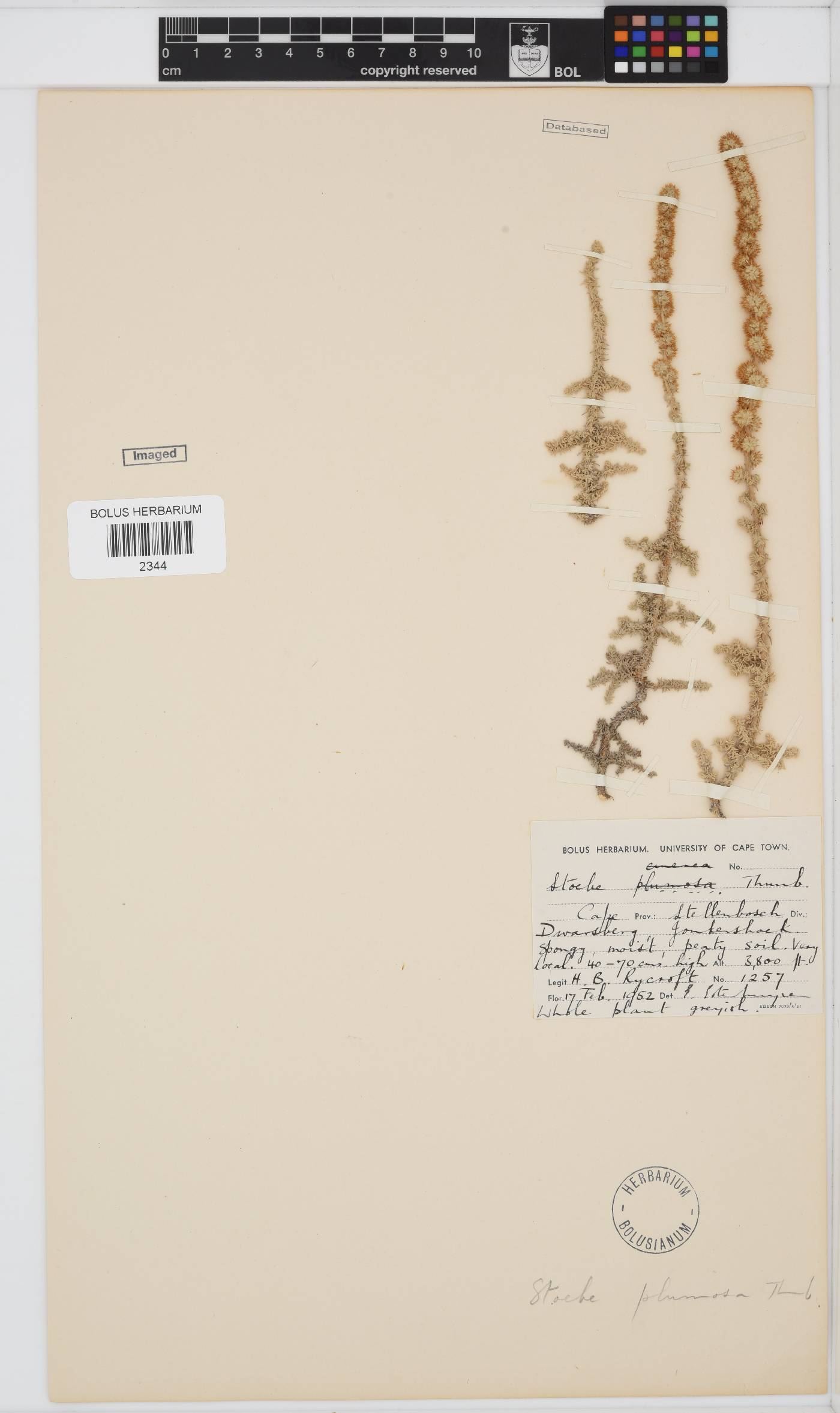 Seriphium plumosum image