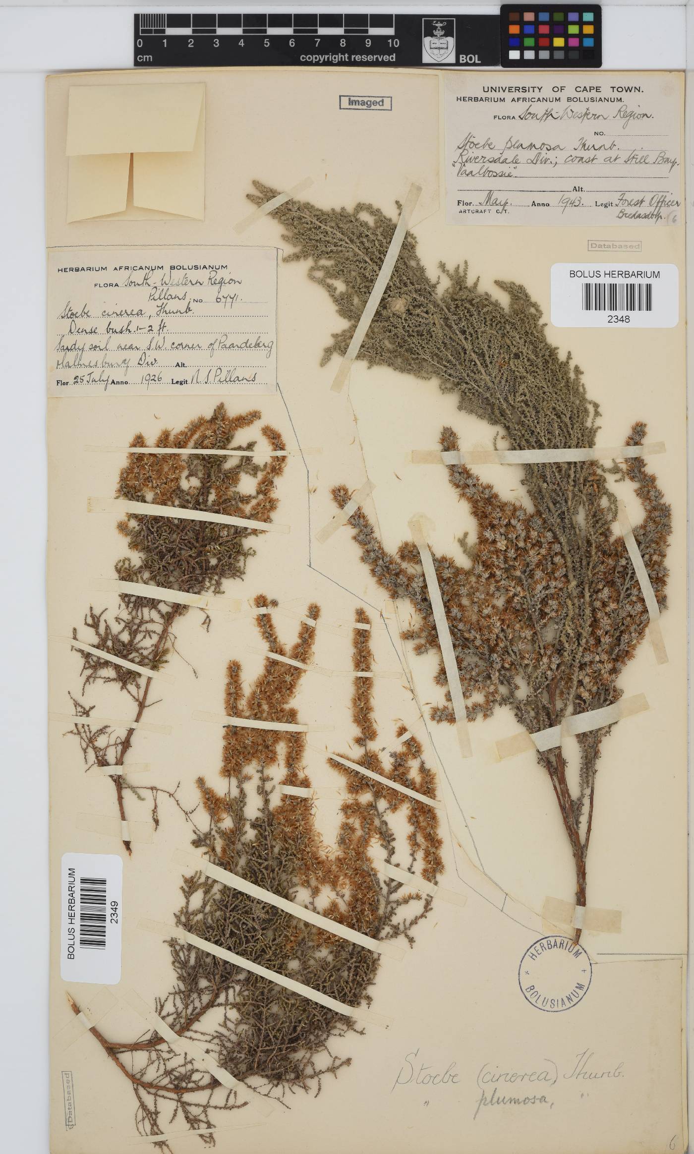 Seriphium plumosum image