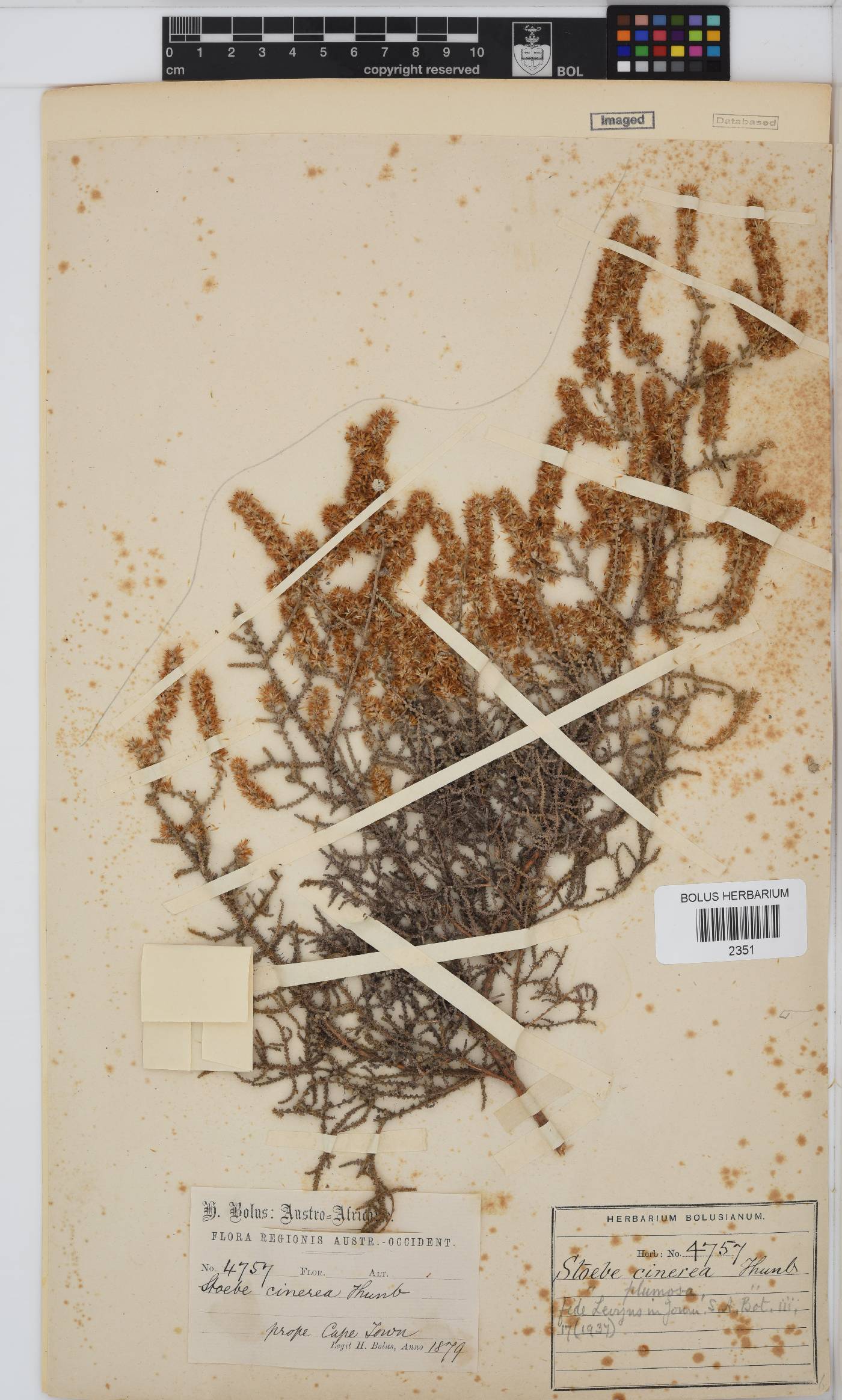Seriphium plumosum image