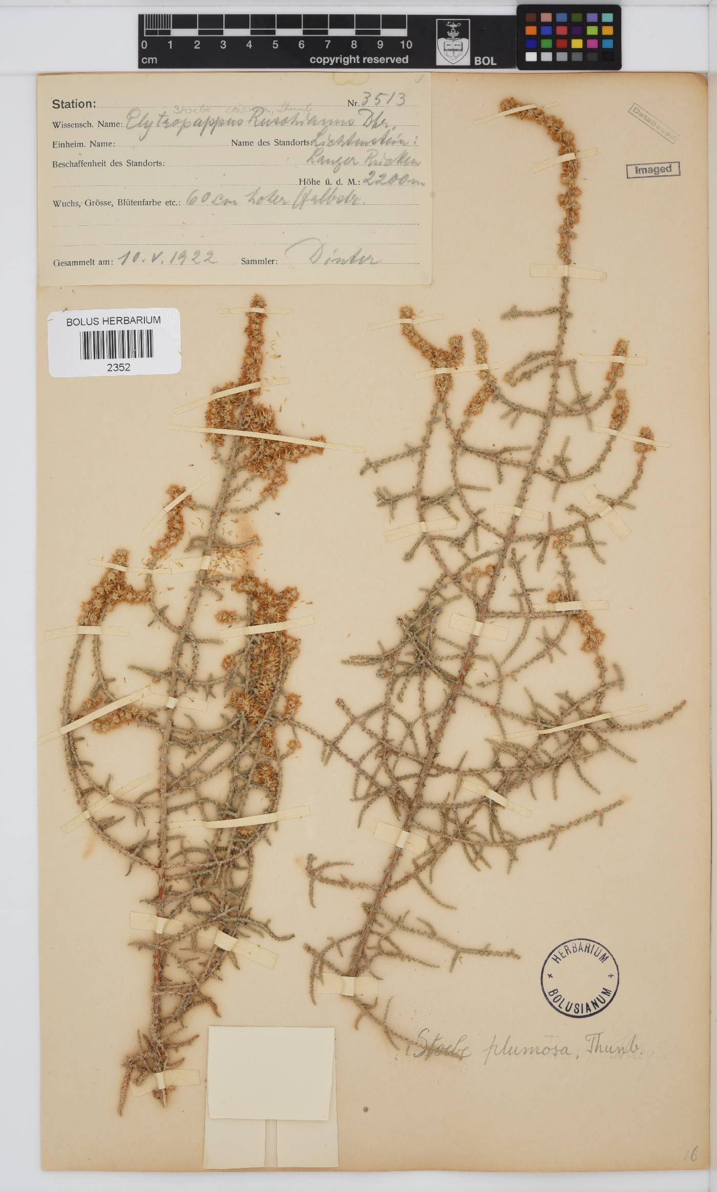 Seriphium plumosum image