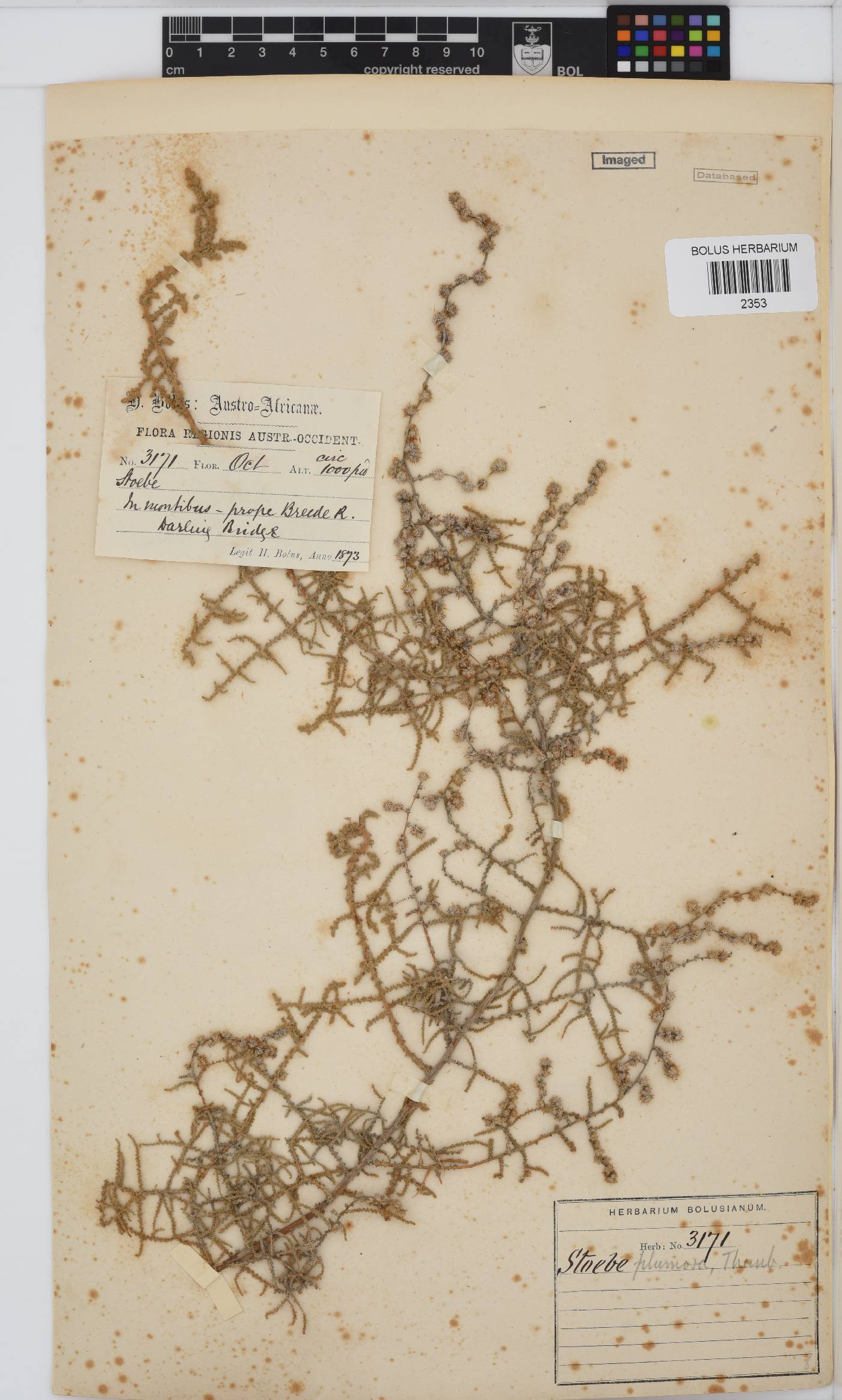 Seriphium plumosum image