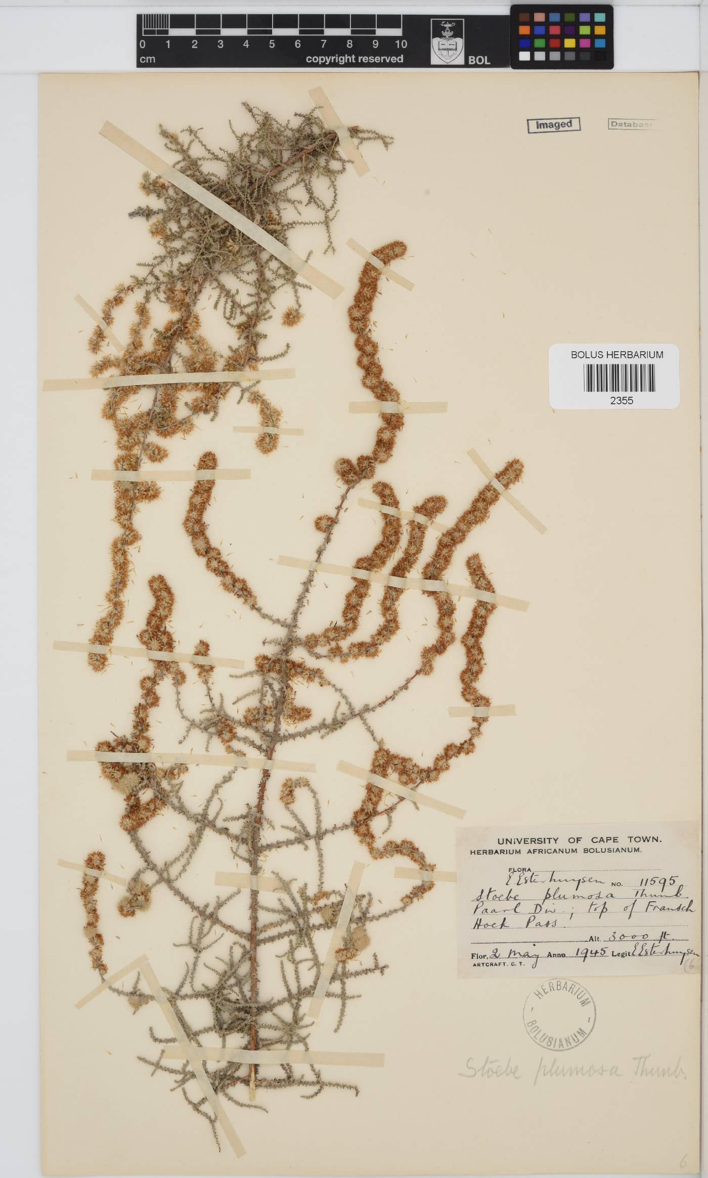 Seriphium plumosum image