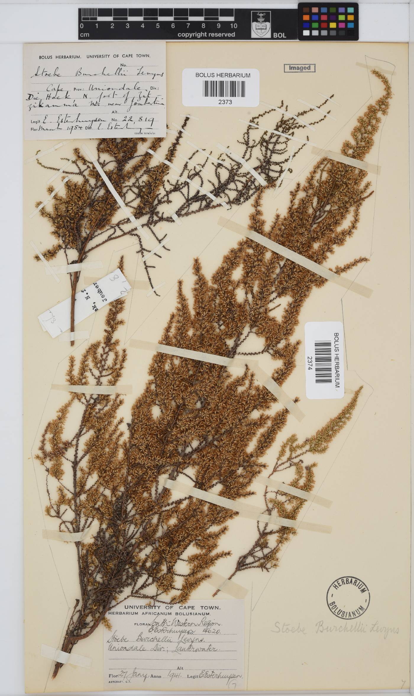 Seriphium plumosum image