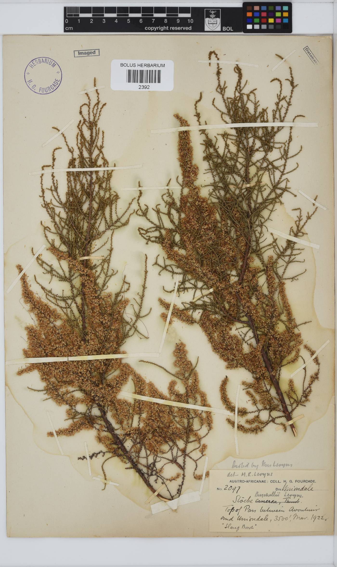 Seriphium plumosum image