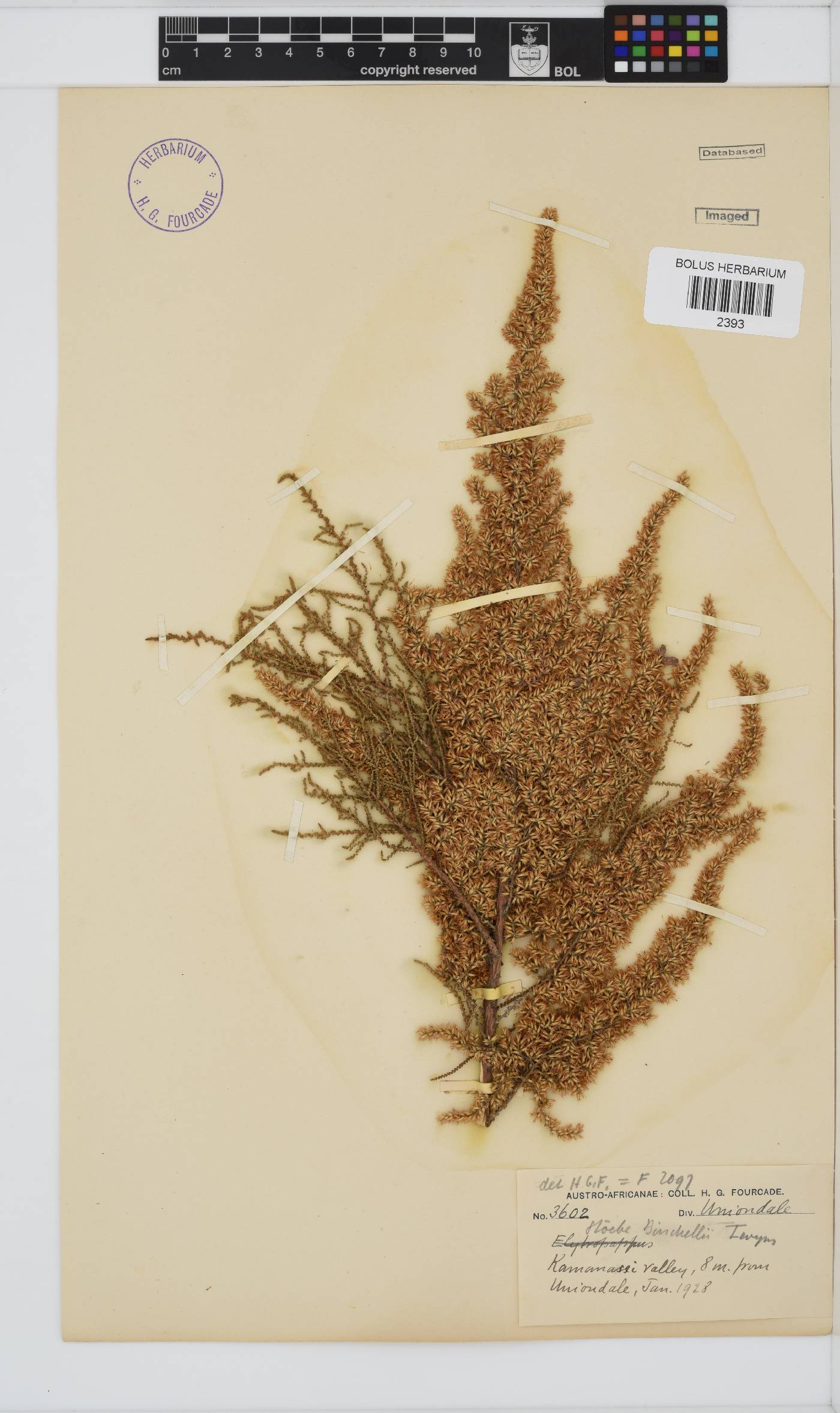 Seriphium plumosum image