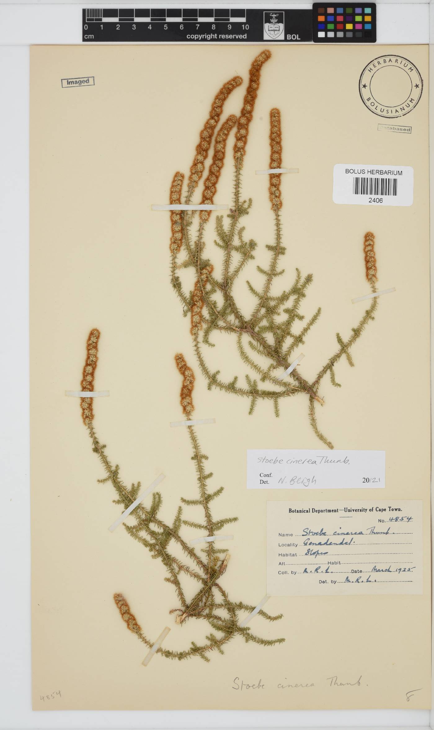 Seriphium cinereum image