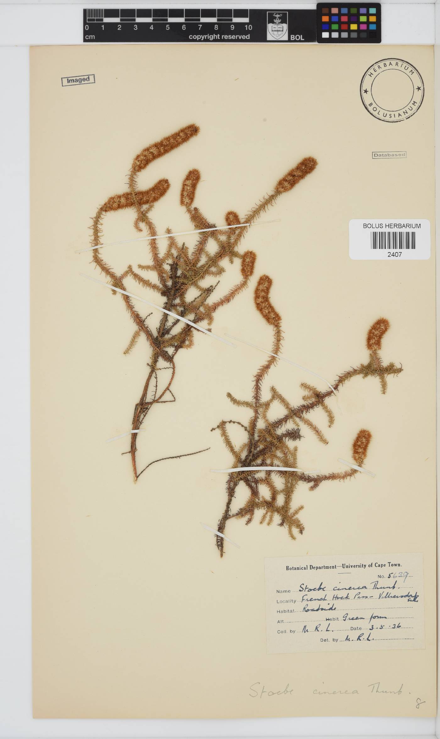 Seriphium cinereum image