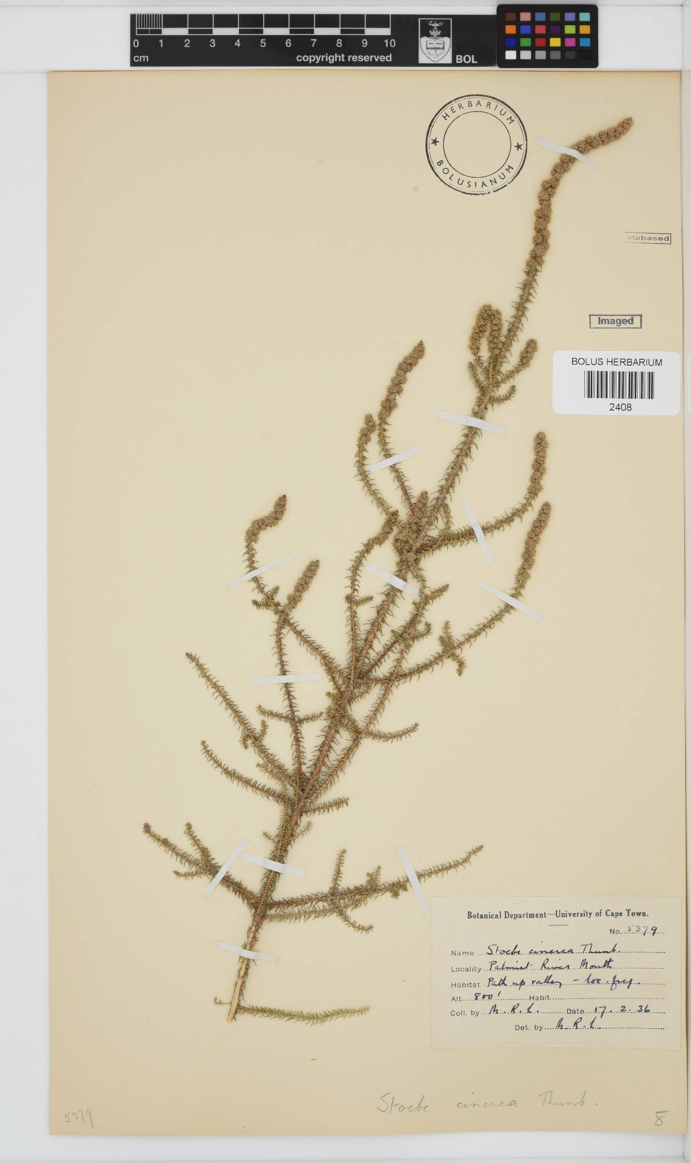 Seriphium cinereum image