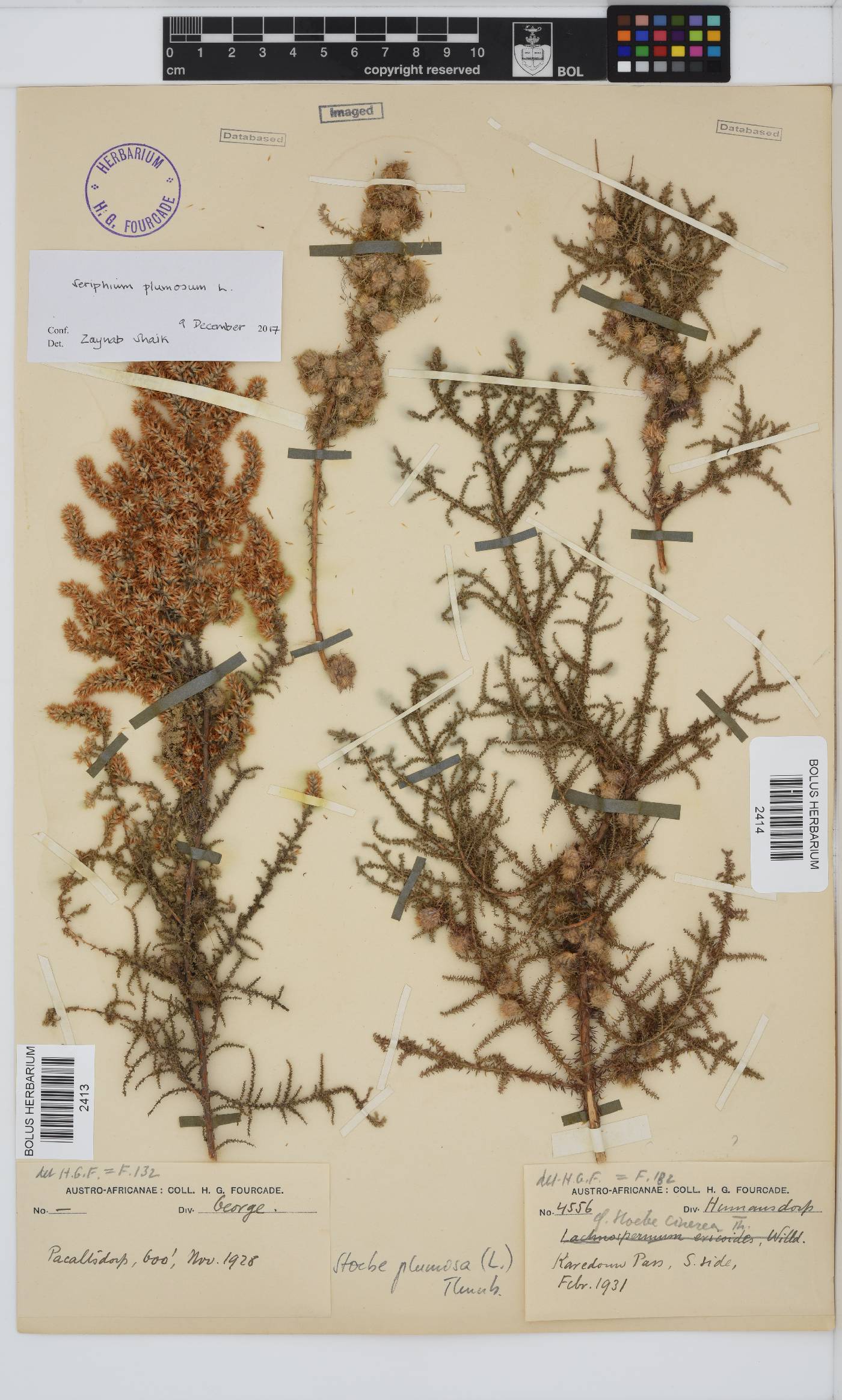 Seriphium plumosum image