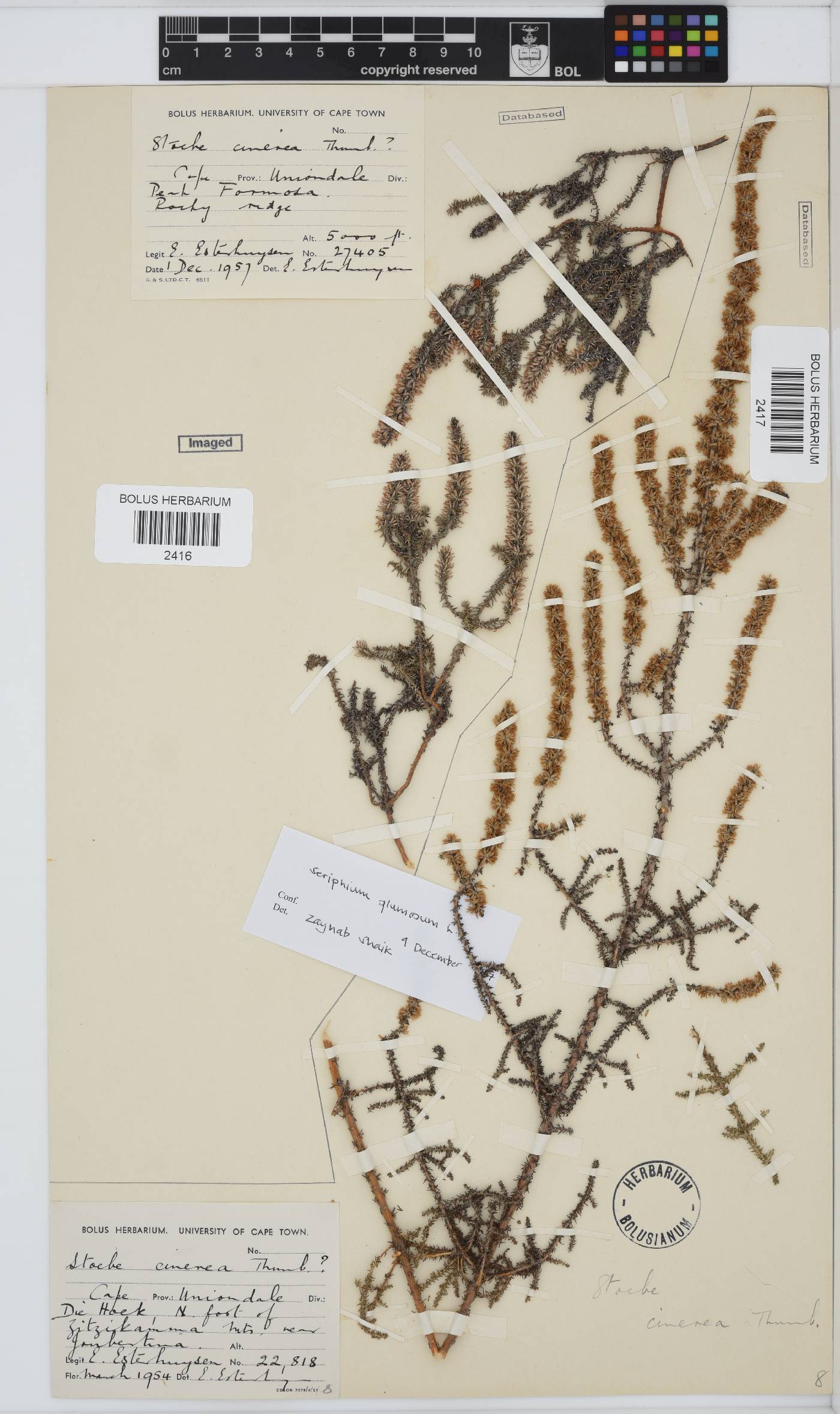 Seriphium cinereum image