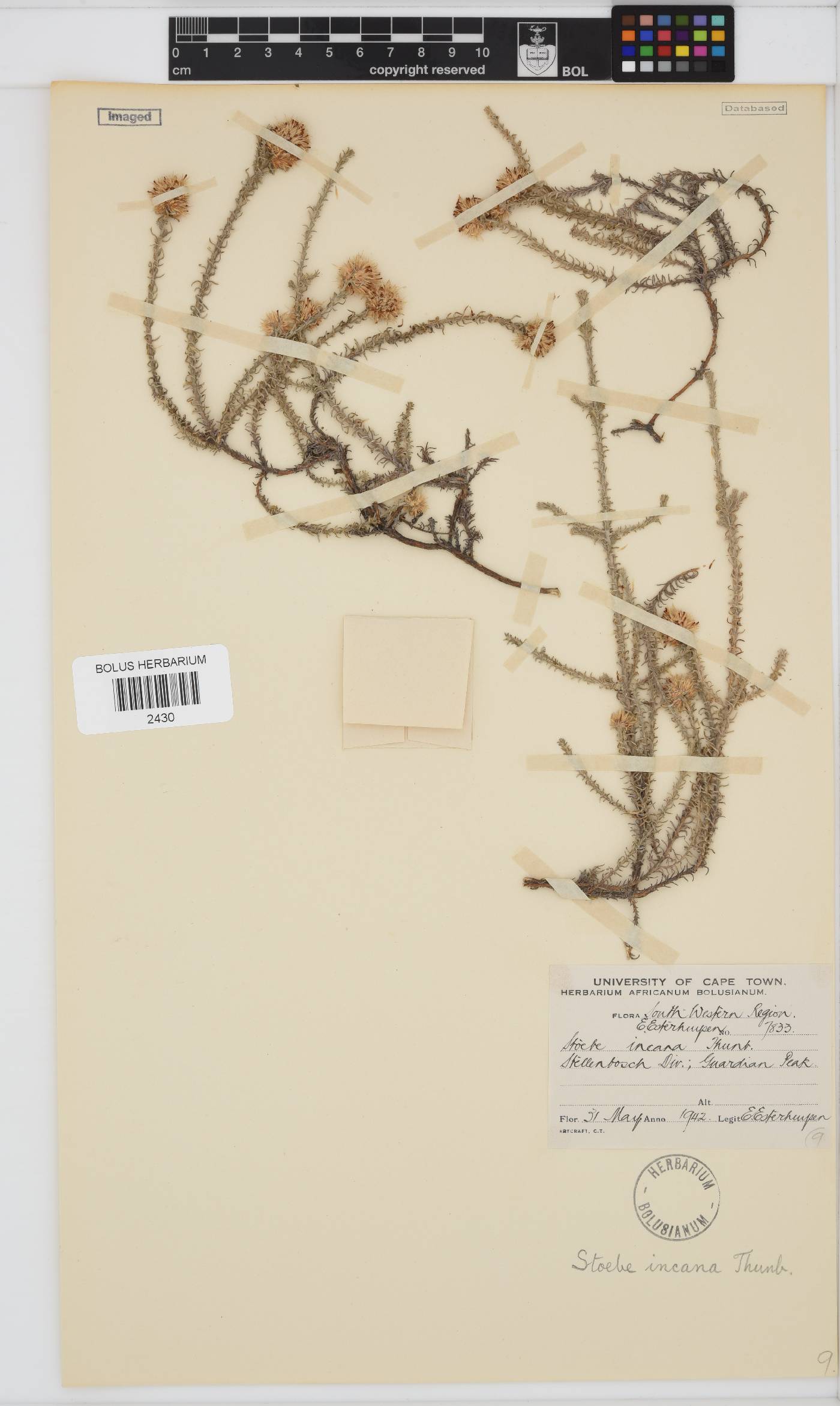 Seriphium incanum image