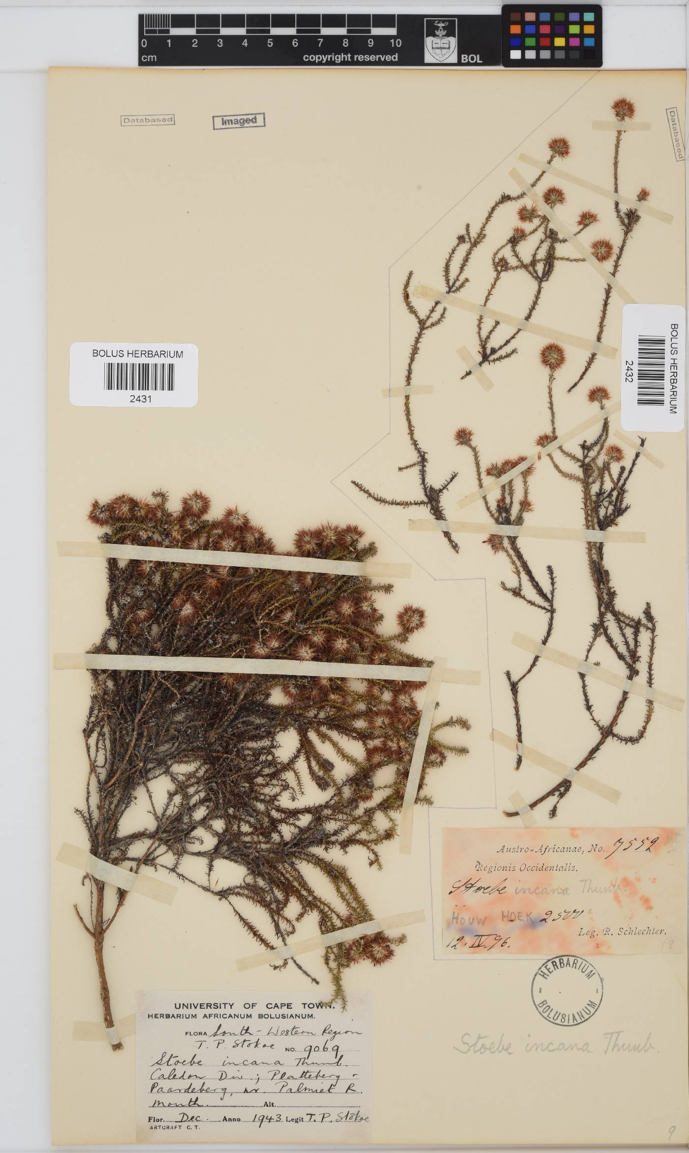 Seriphium incanum image