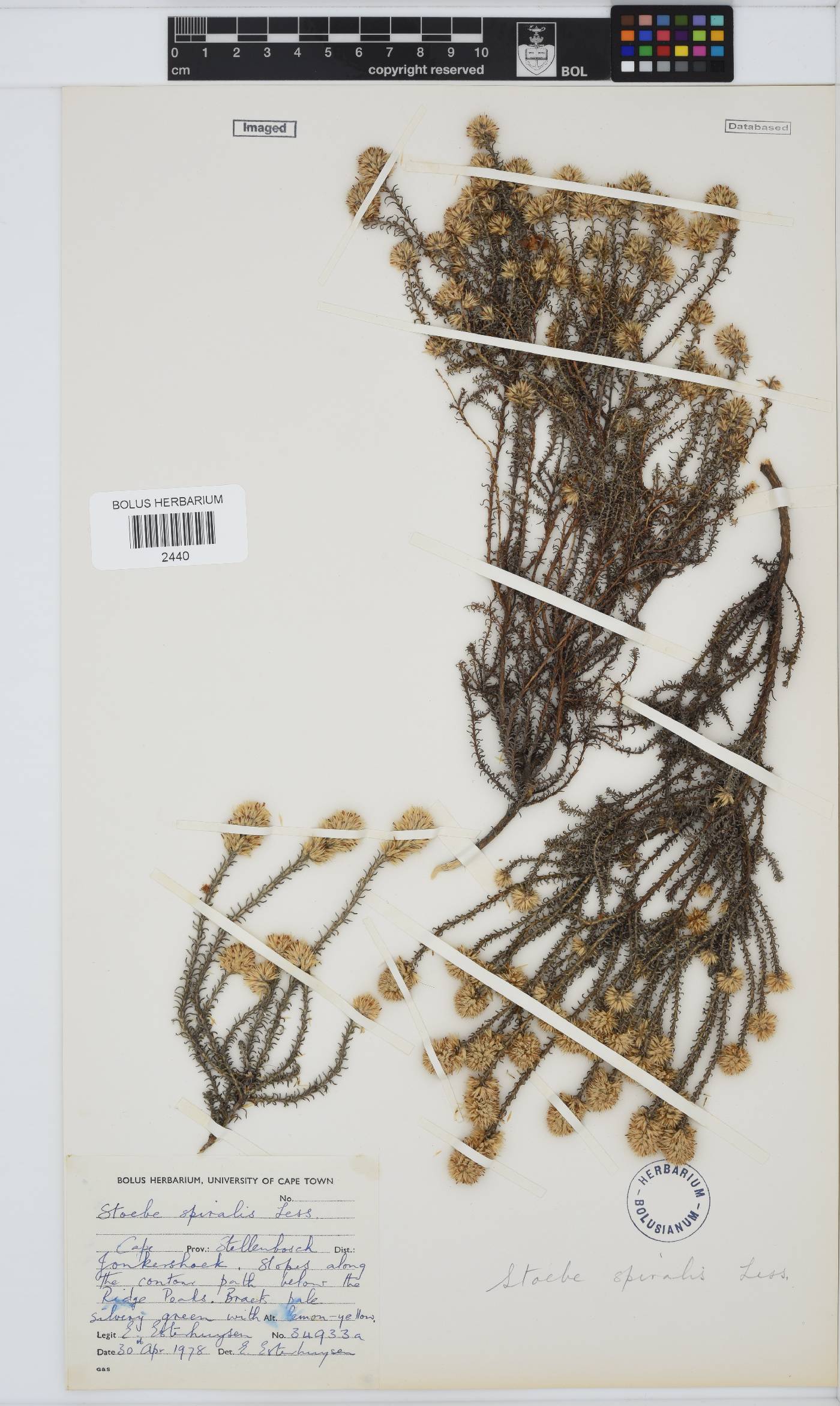 Seriphium spirale image