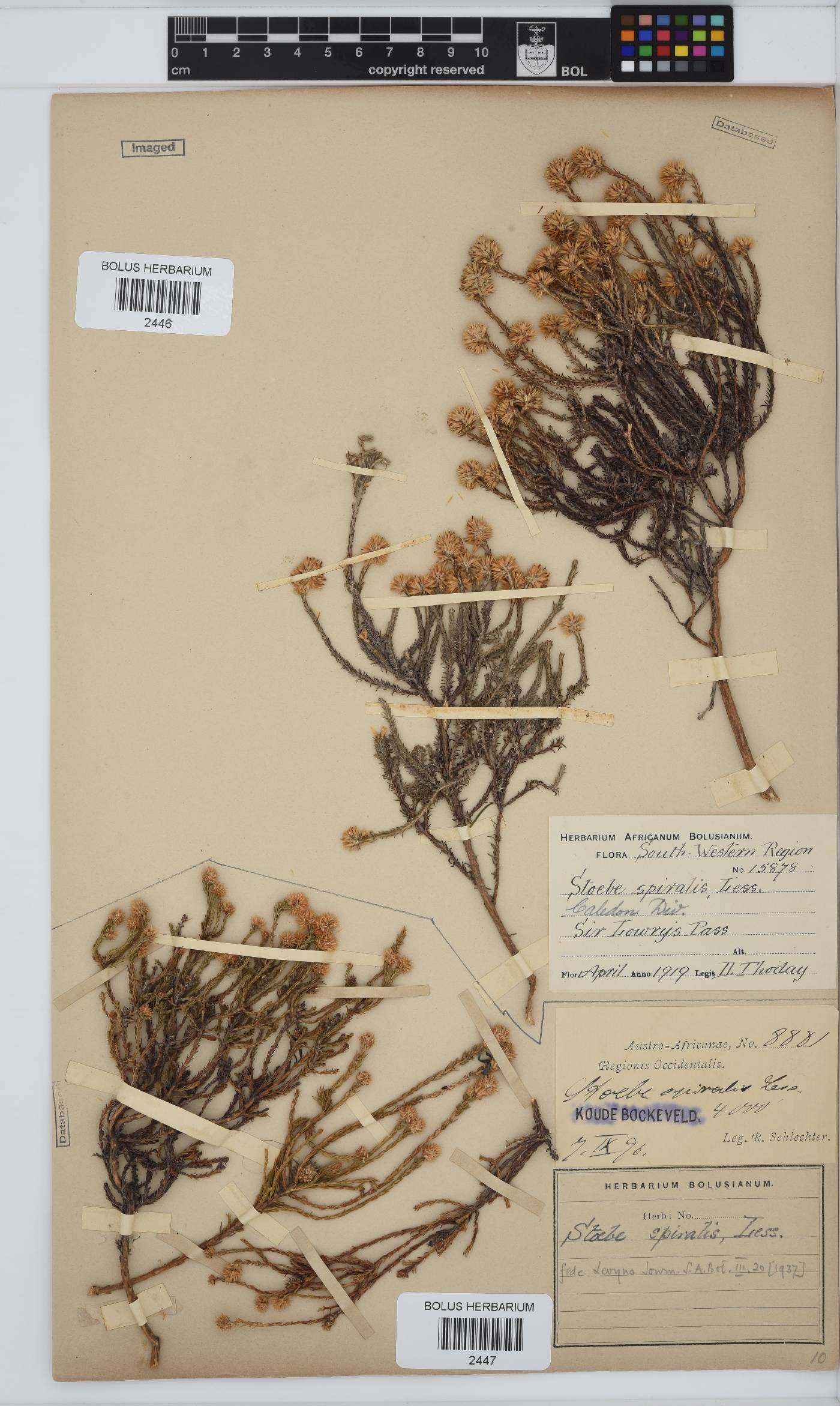 Seriphium spirale image