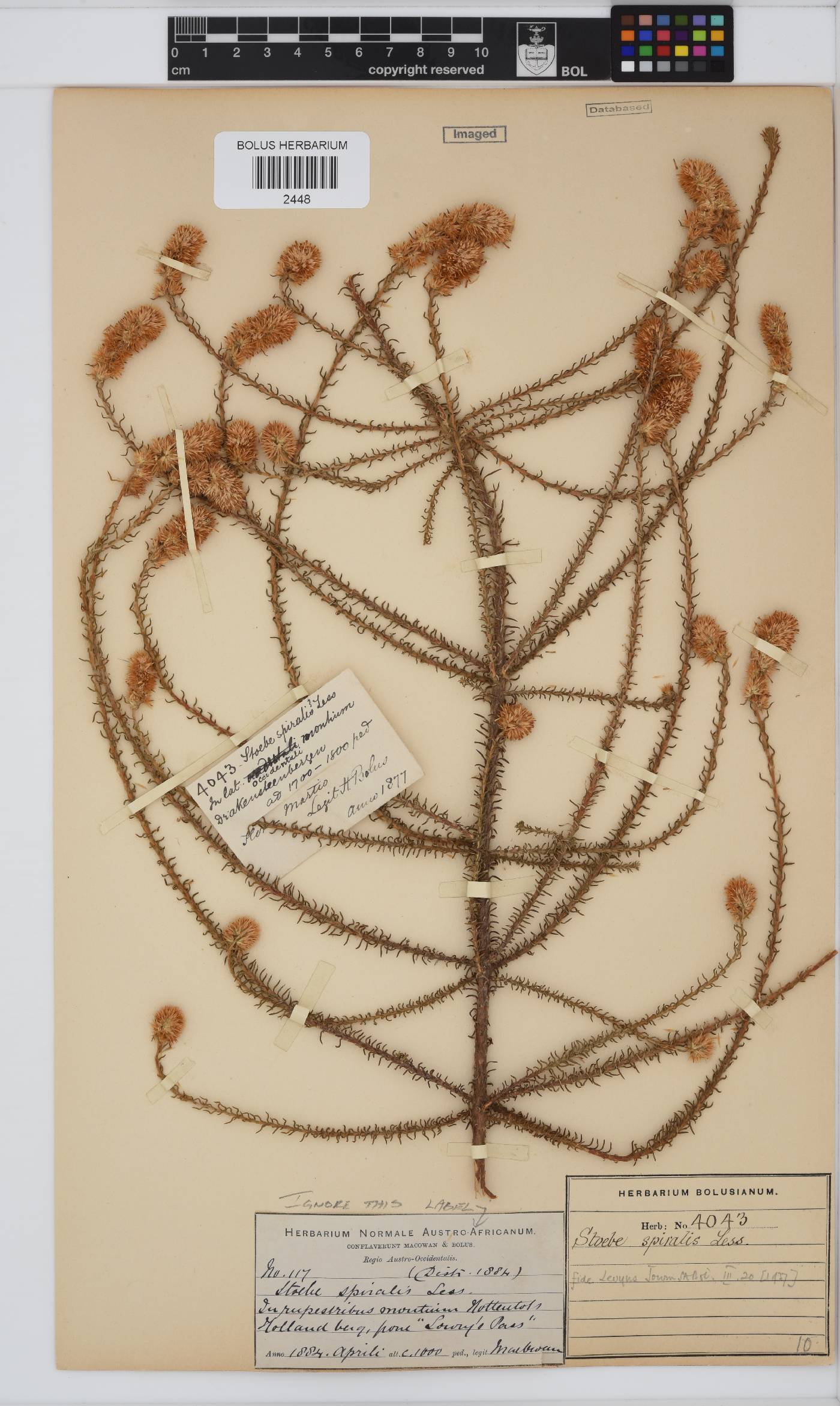 Seriphium image