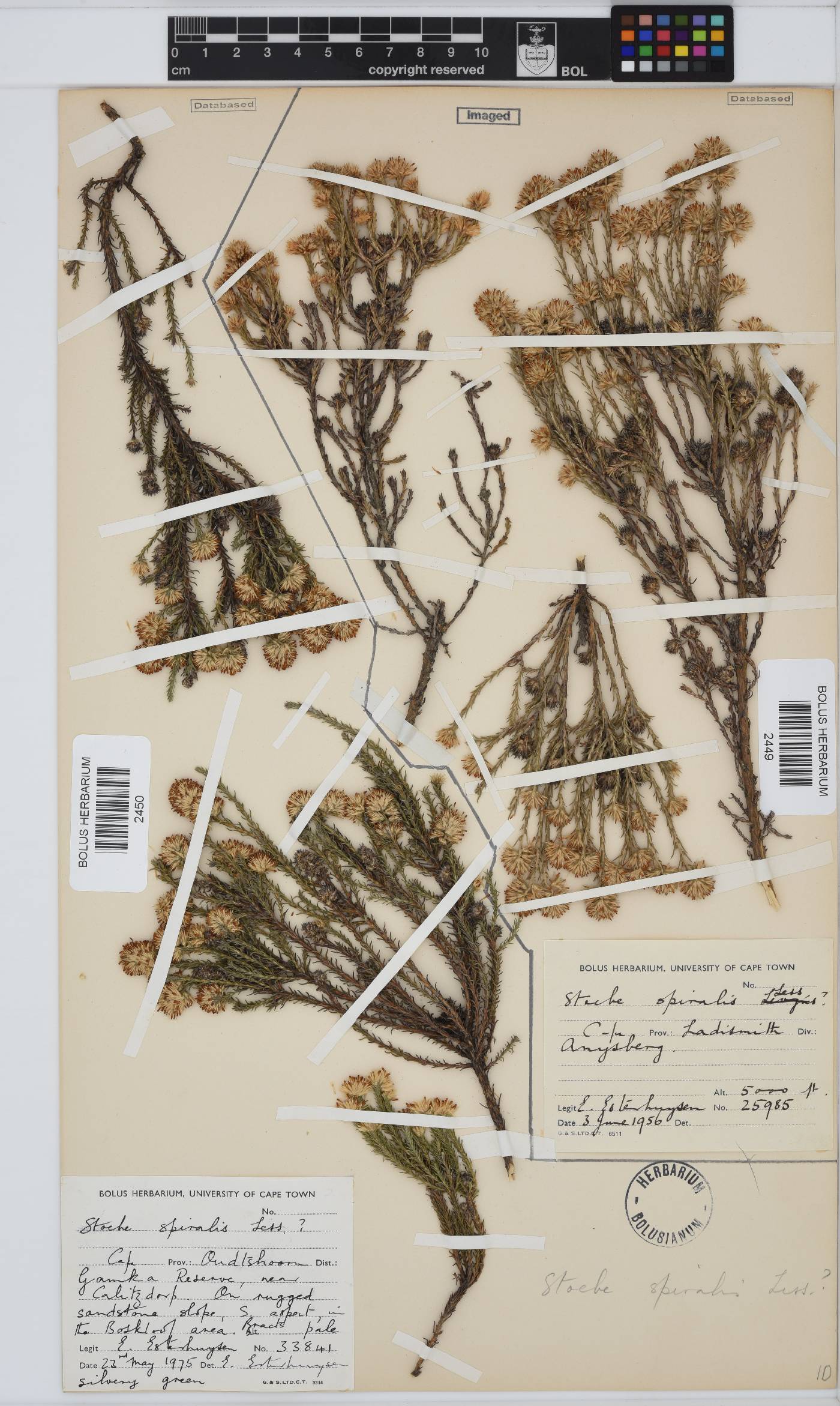 Seriphium spirale image