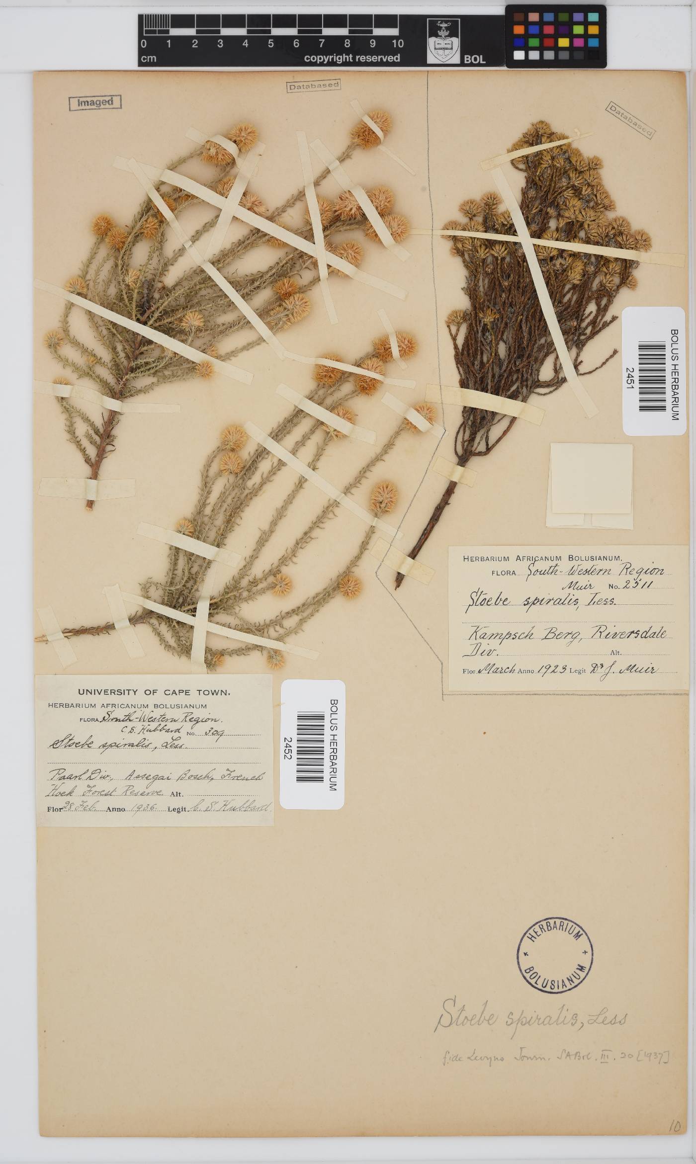 Seriphium spirale image