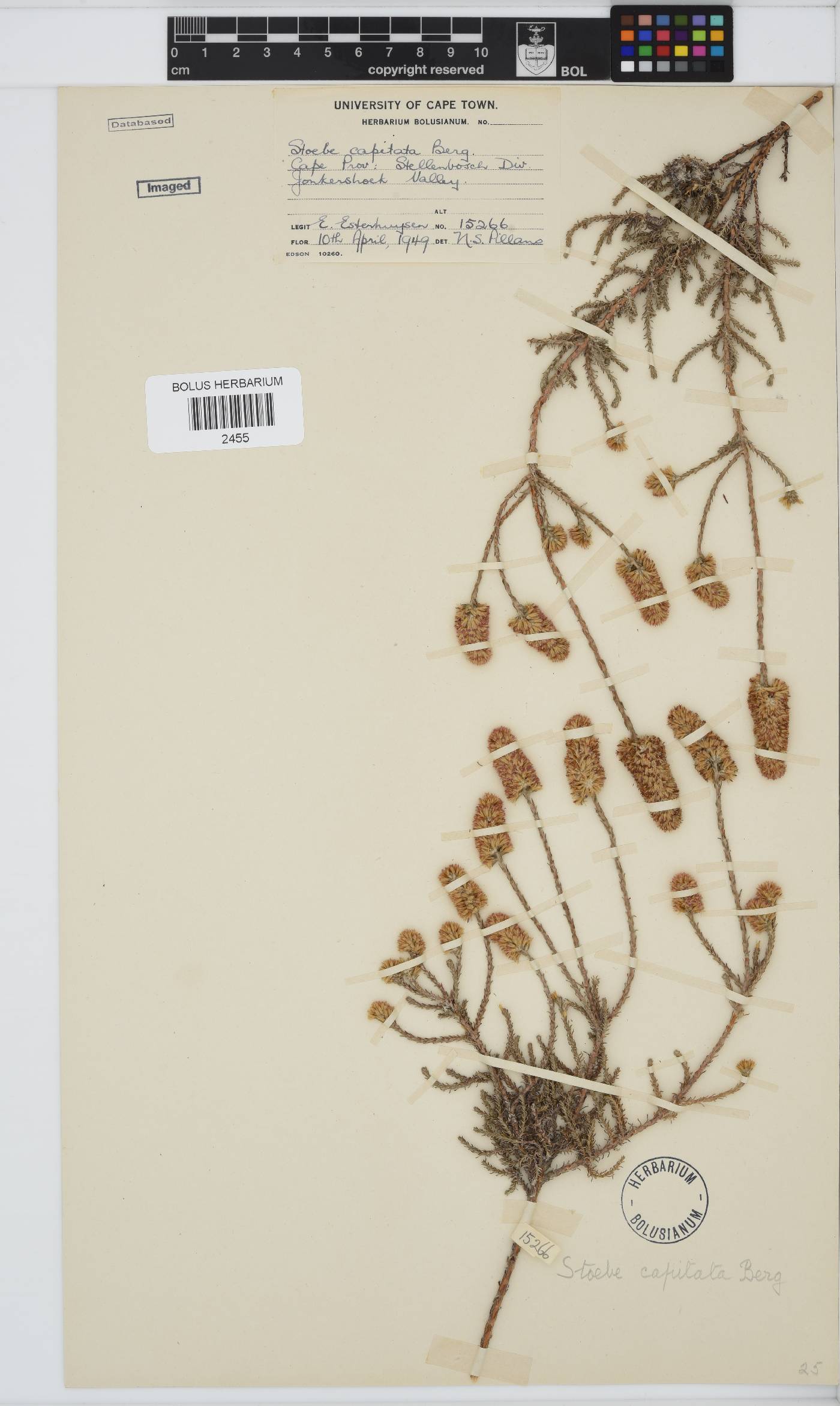 Seriphium spirale image