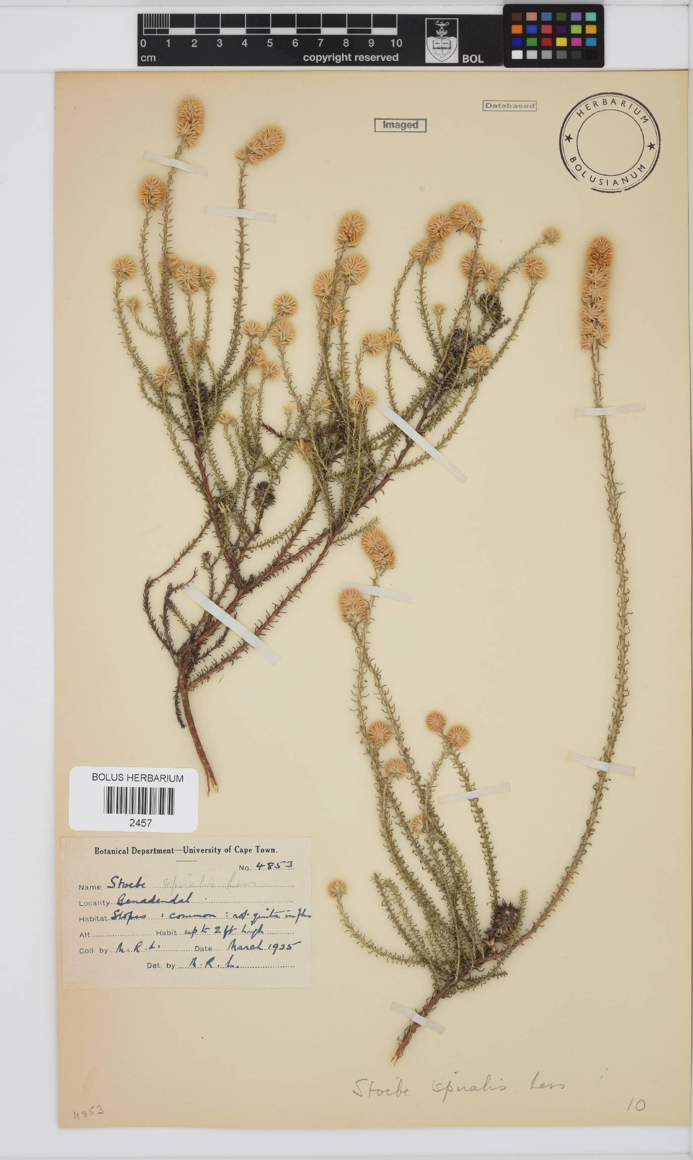 Seriphium image