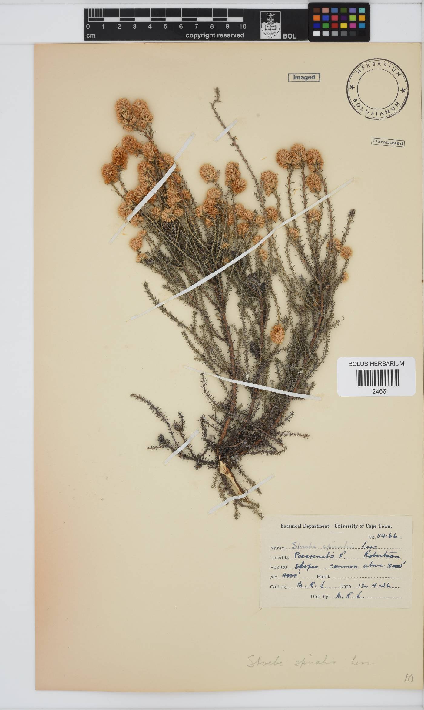 Seriphium spirale image