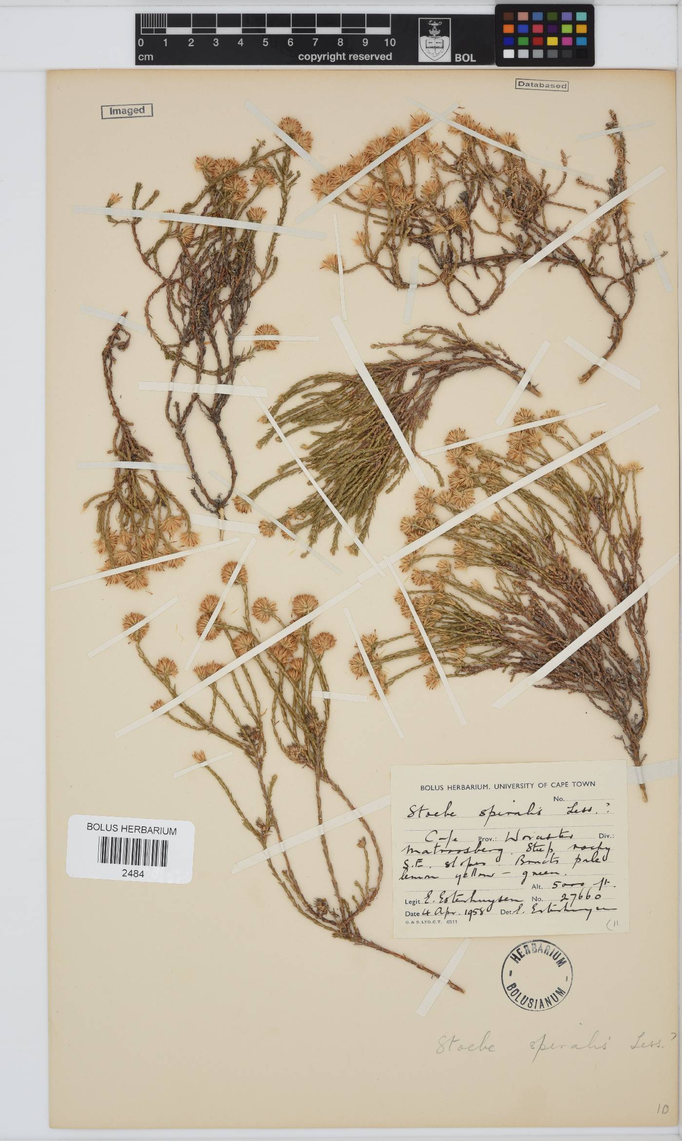 Seriphium spirale image