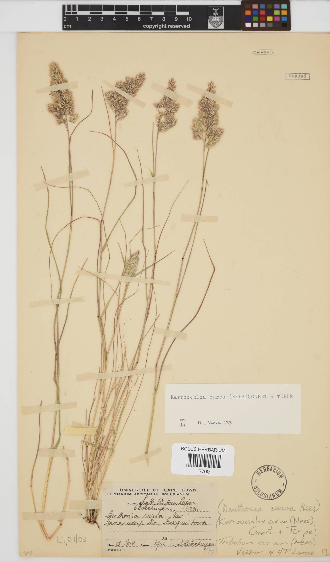 Tribolium curvum image