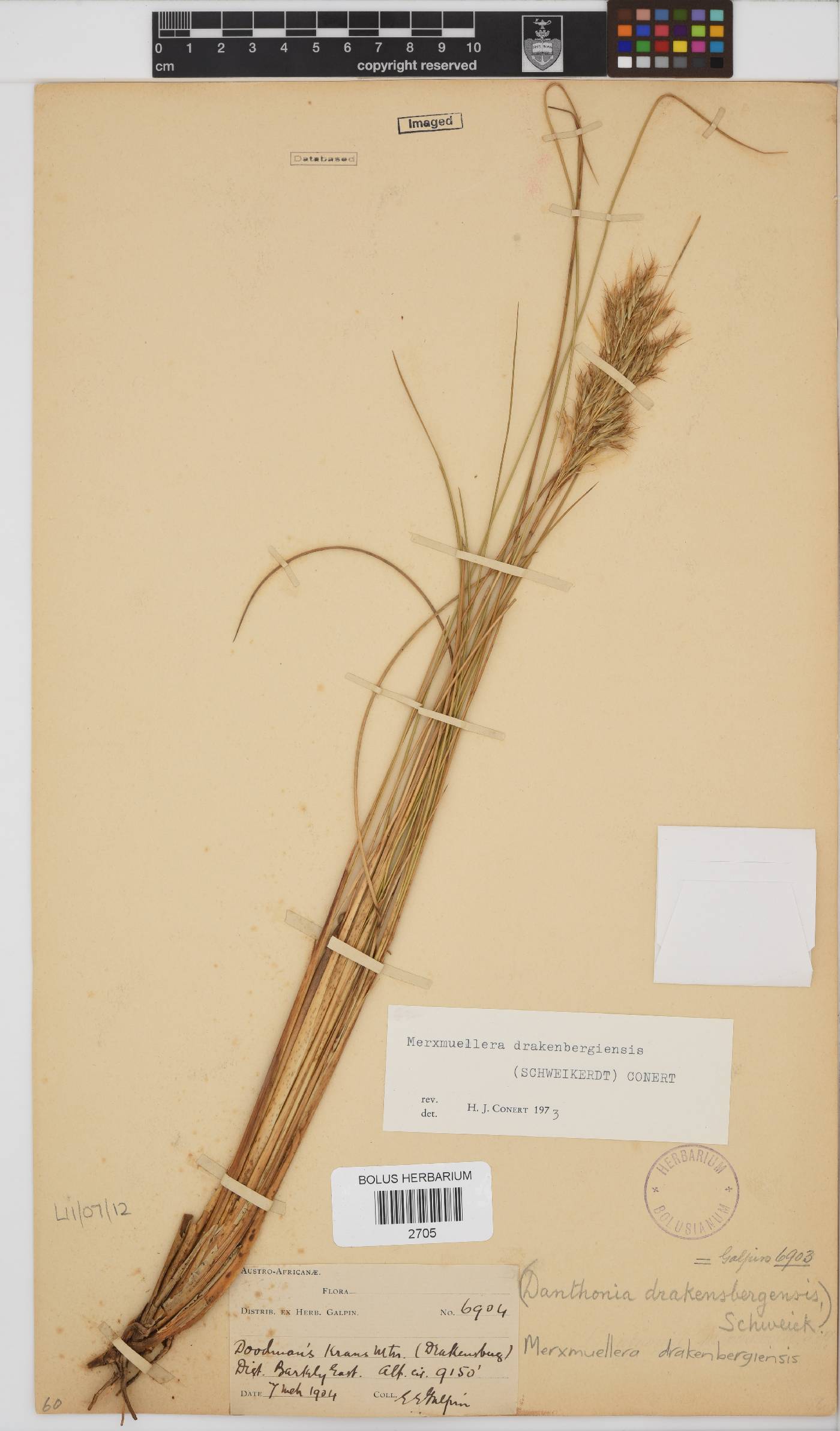 Merxmuellera drakensbergensis image