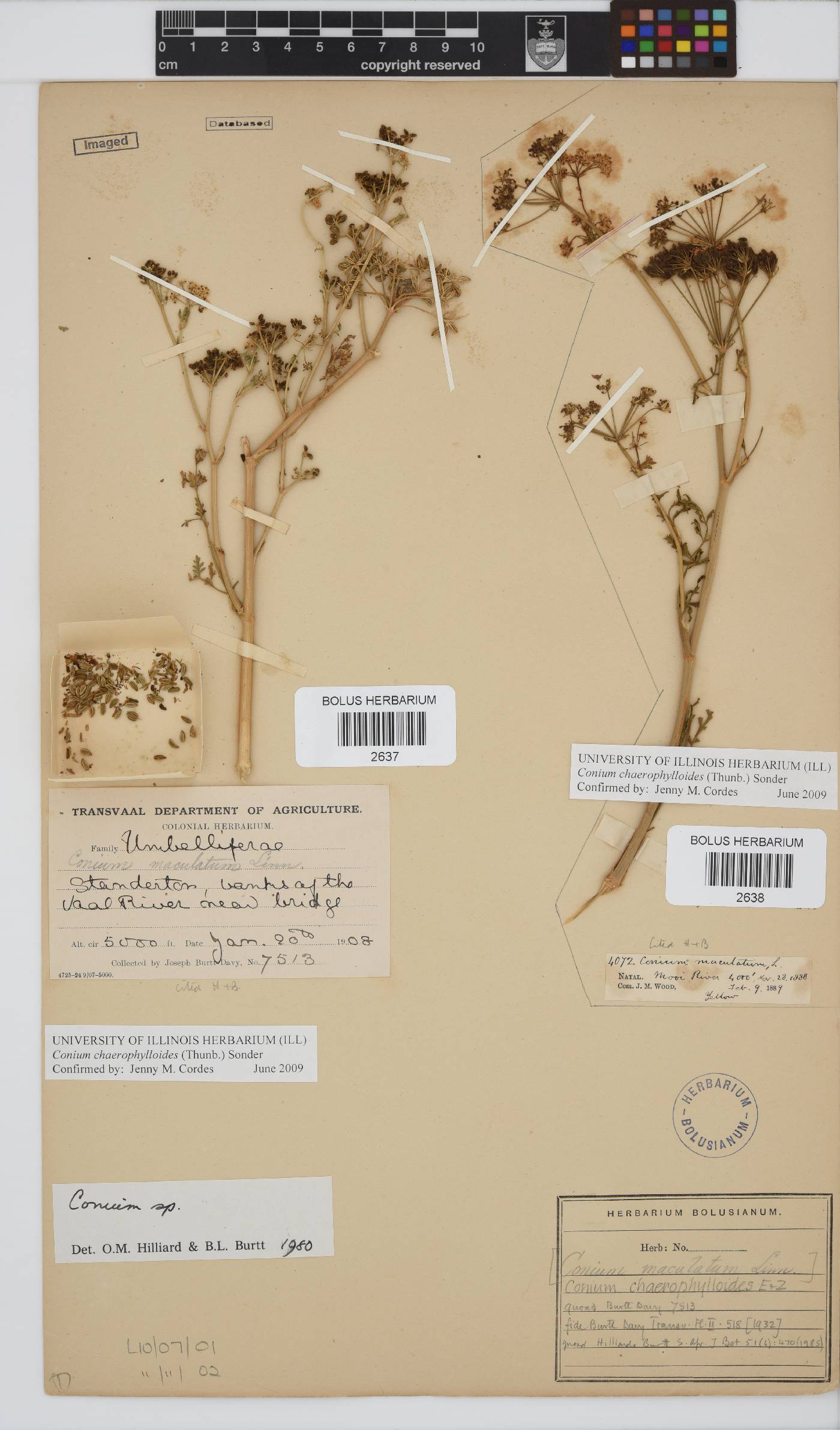Conium chaerophylloides image