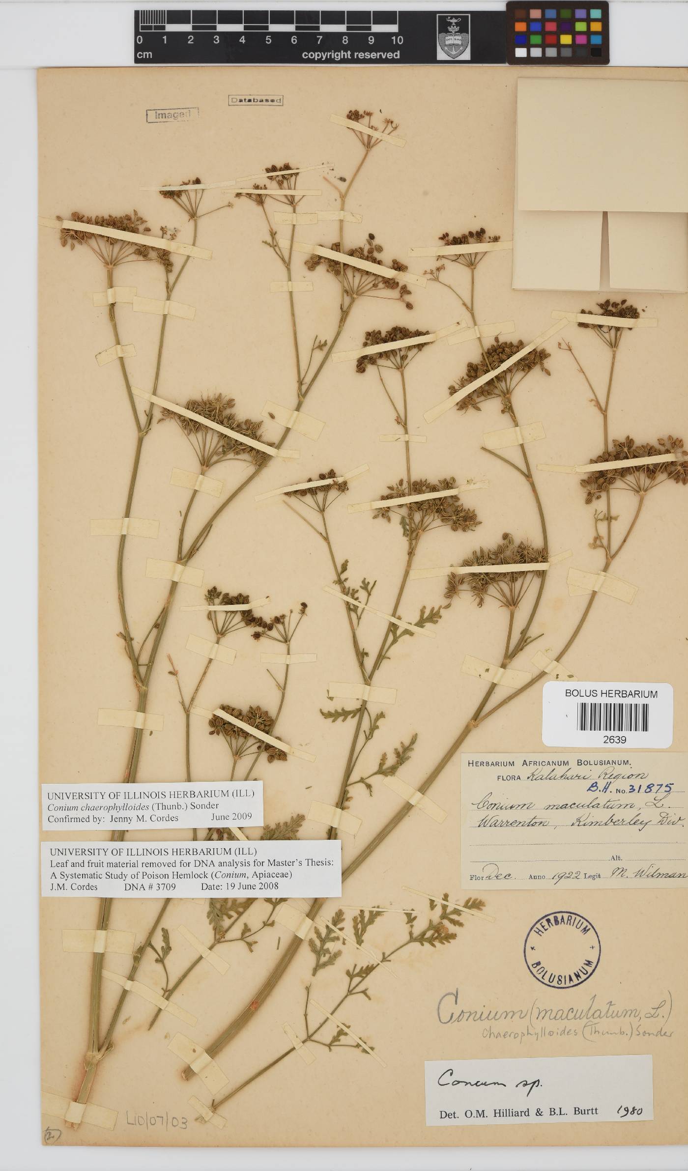 Conium chaerophylloides image