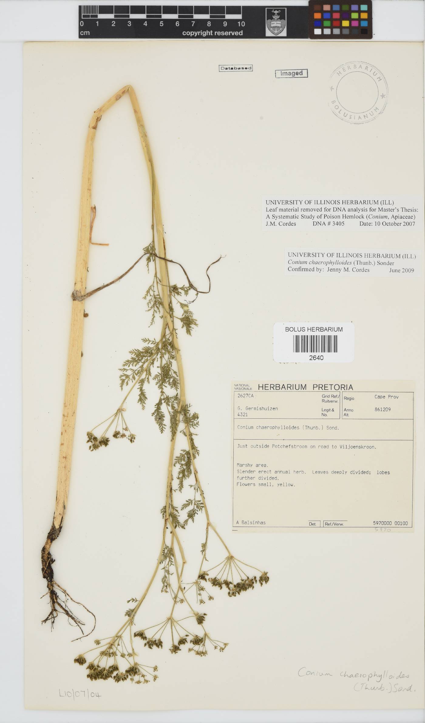 Conium chaerophylloides image