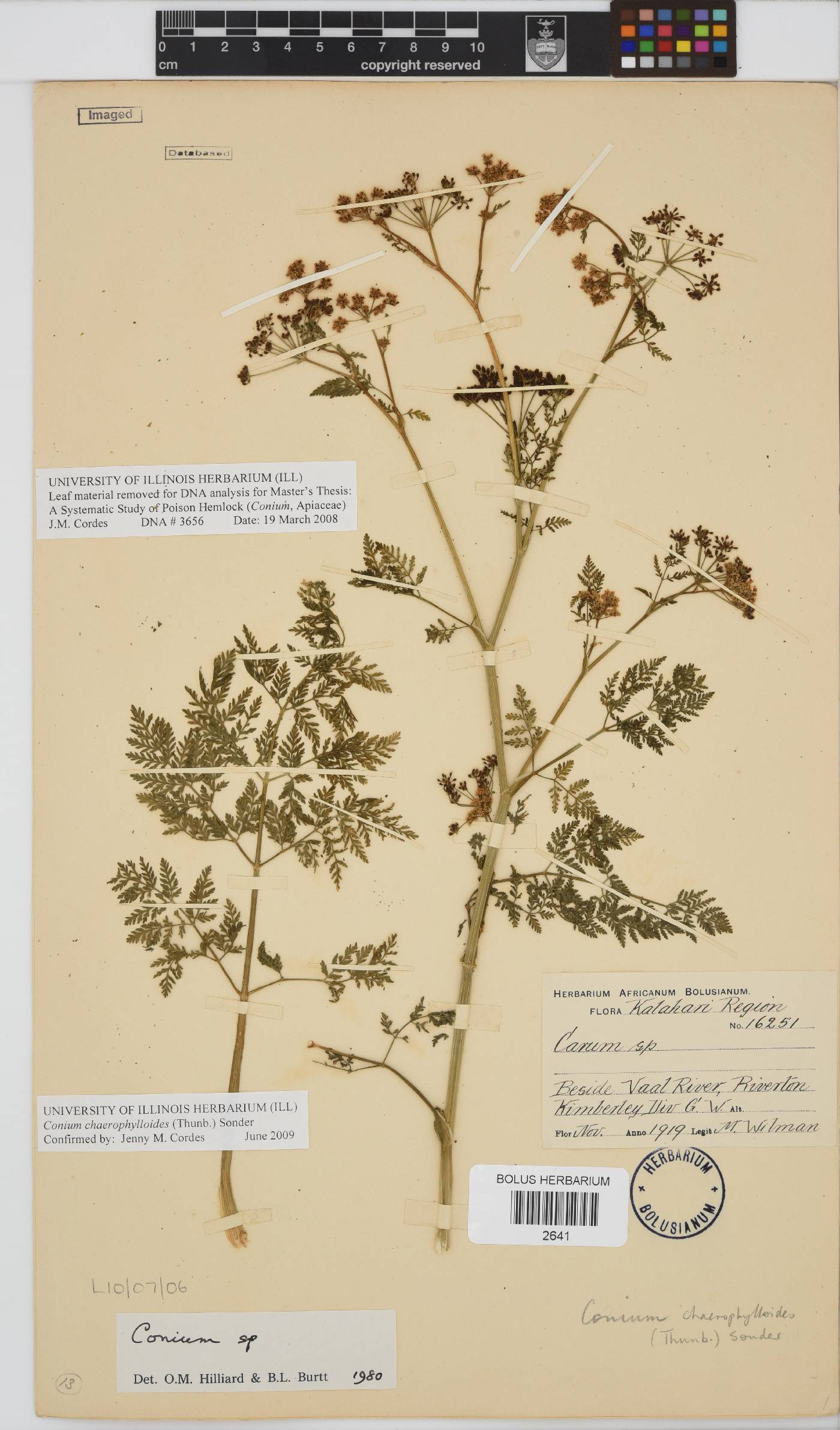 Conium chaerophylloides image