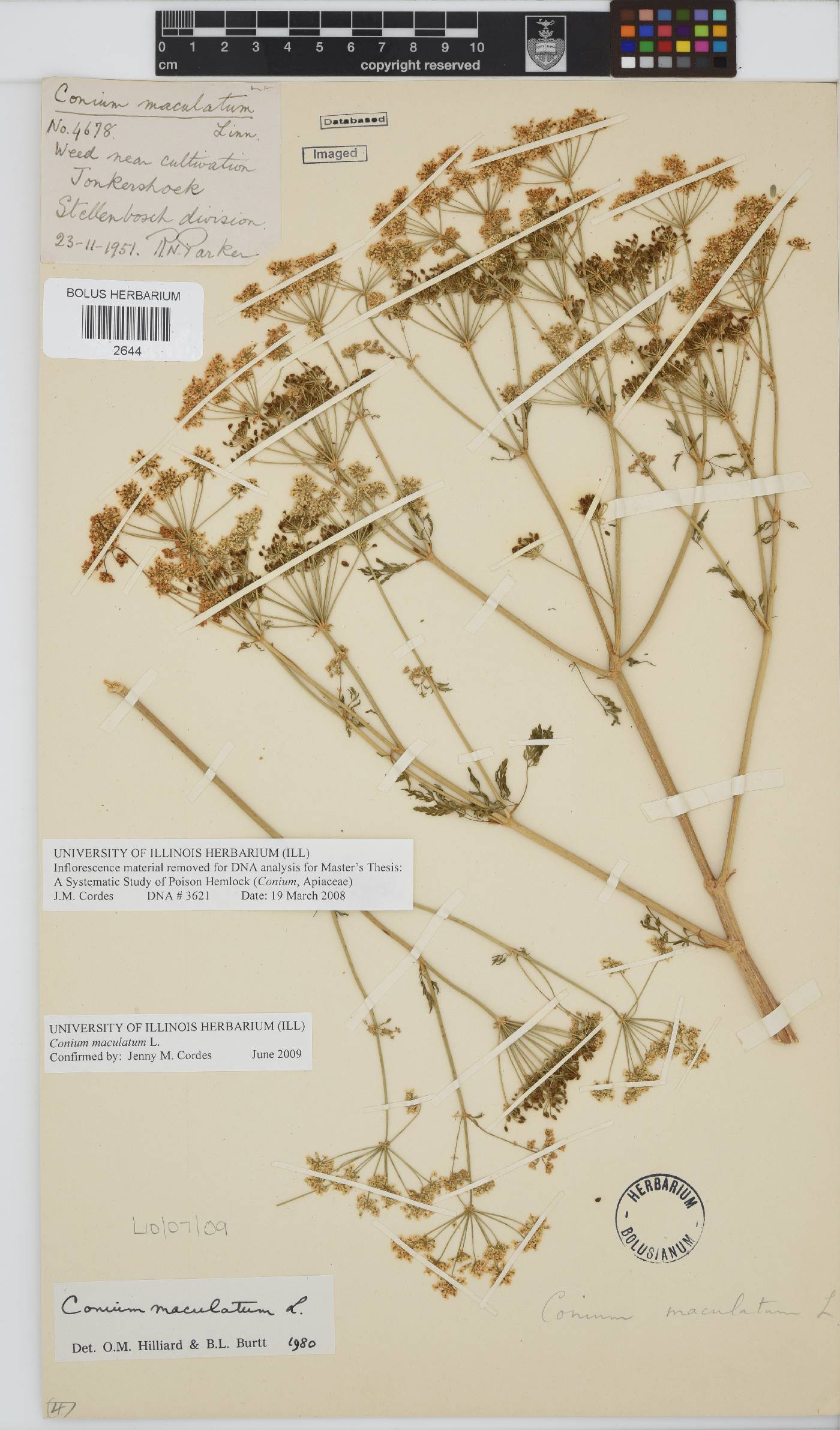 Conium maculatum image